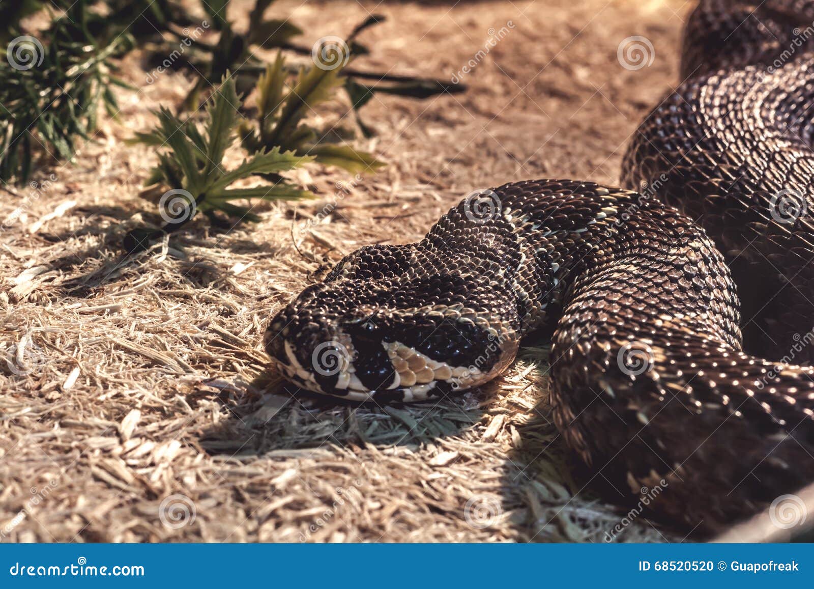 Snake in the Terrarium Palestine Viper Stock Photo Image of nature