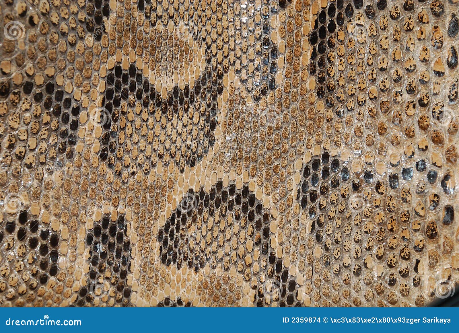 Snake Texture Stock Images - Image: 2359874