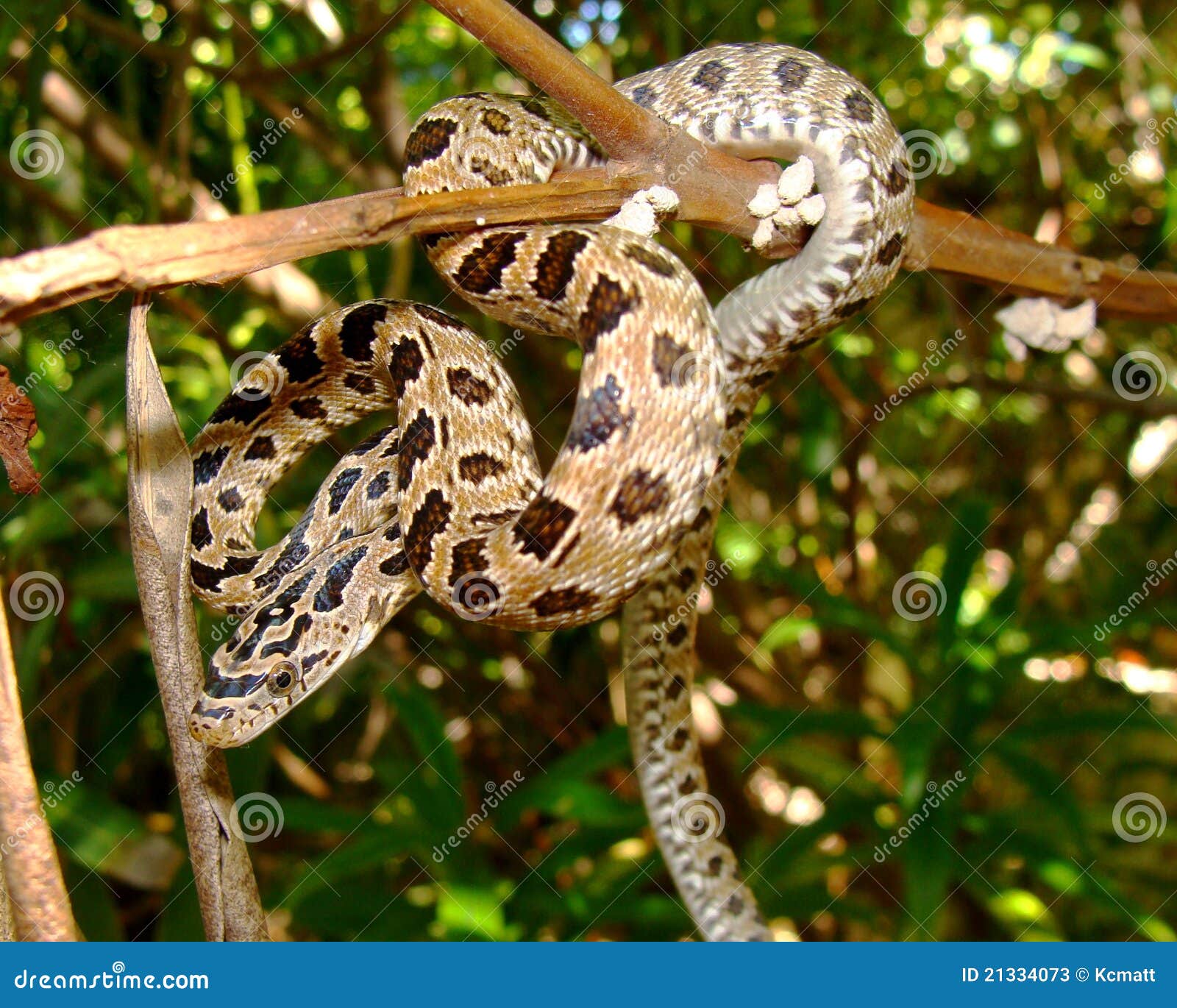 snake in a tree- peninsular (green) rat snake