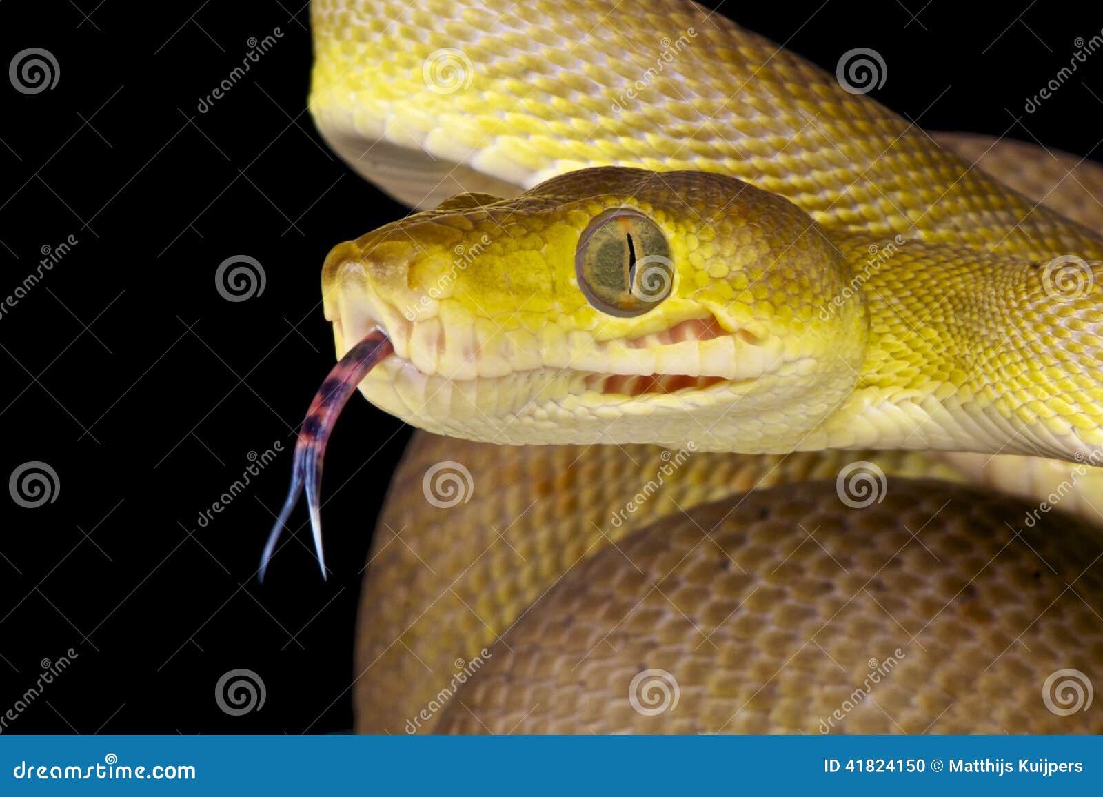 snake using its tongue / corallus hortulanus