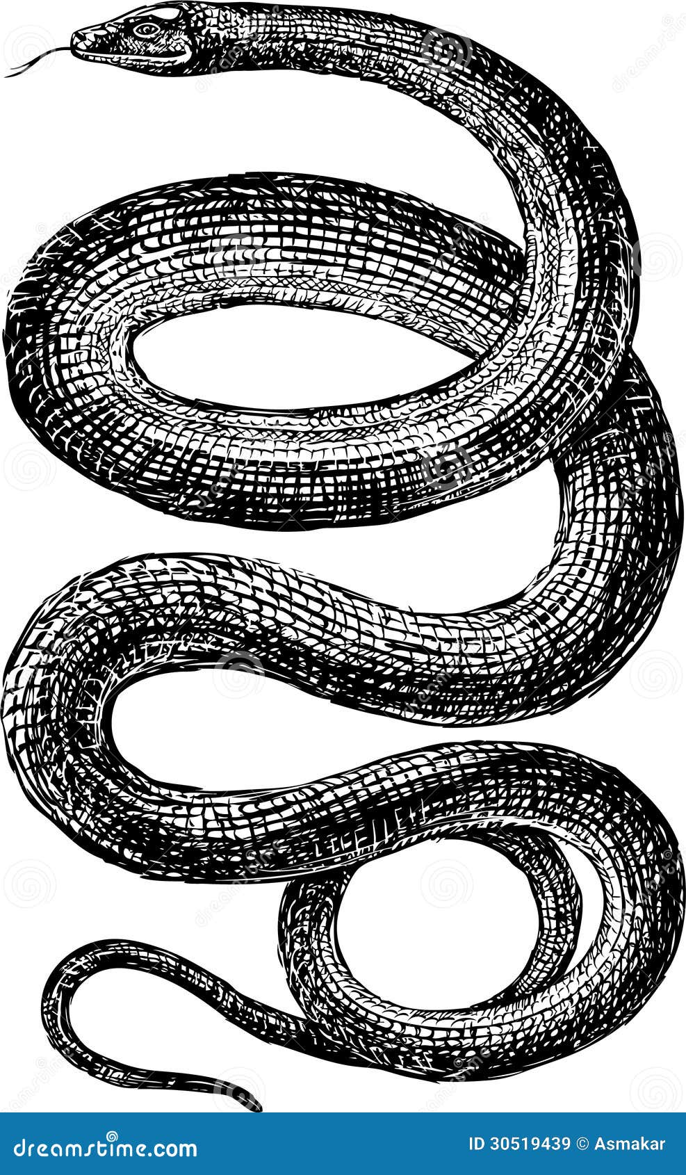 Snake stock vector. Illustration of animal, graphic, antique ...