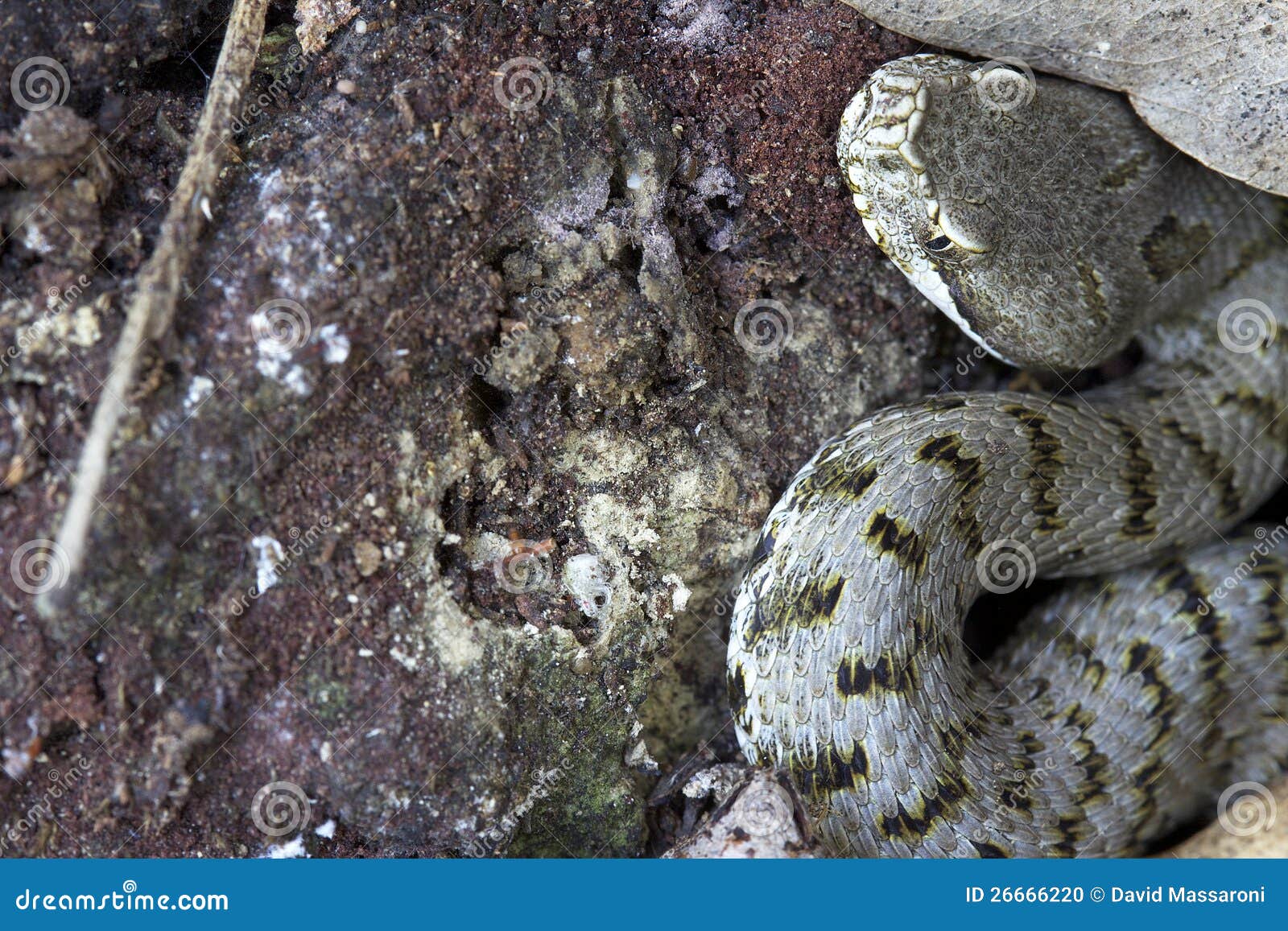 Snakes - Green Bush Viper (Atheris Chlorechis) © David