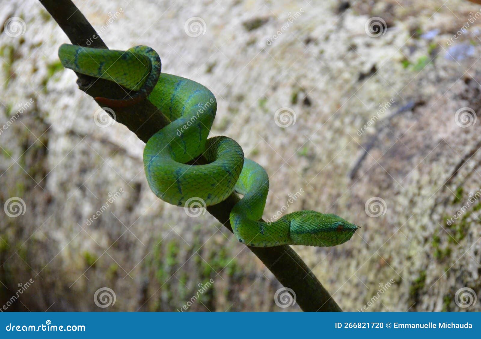 serpent vert, bornÃ©o, malaisie
