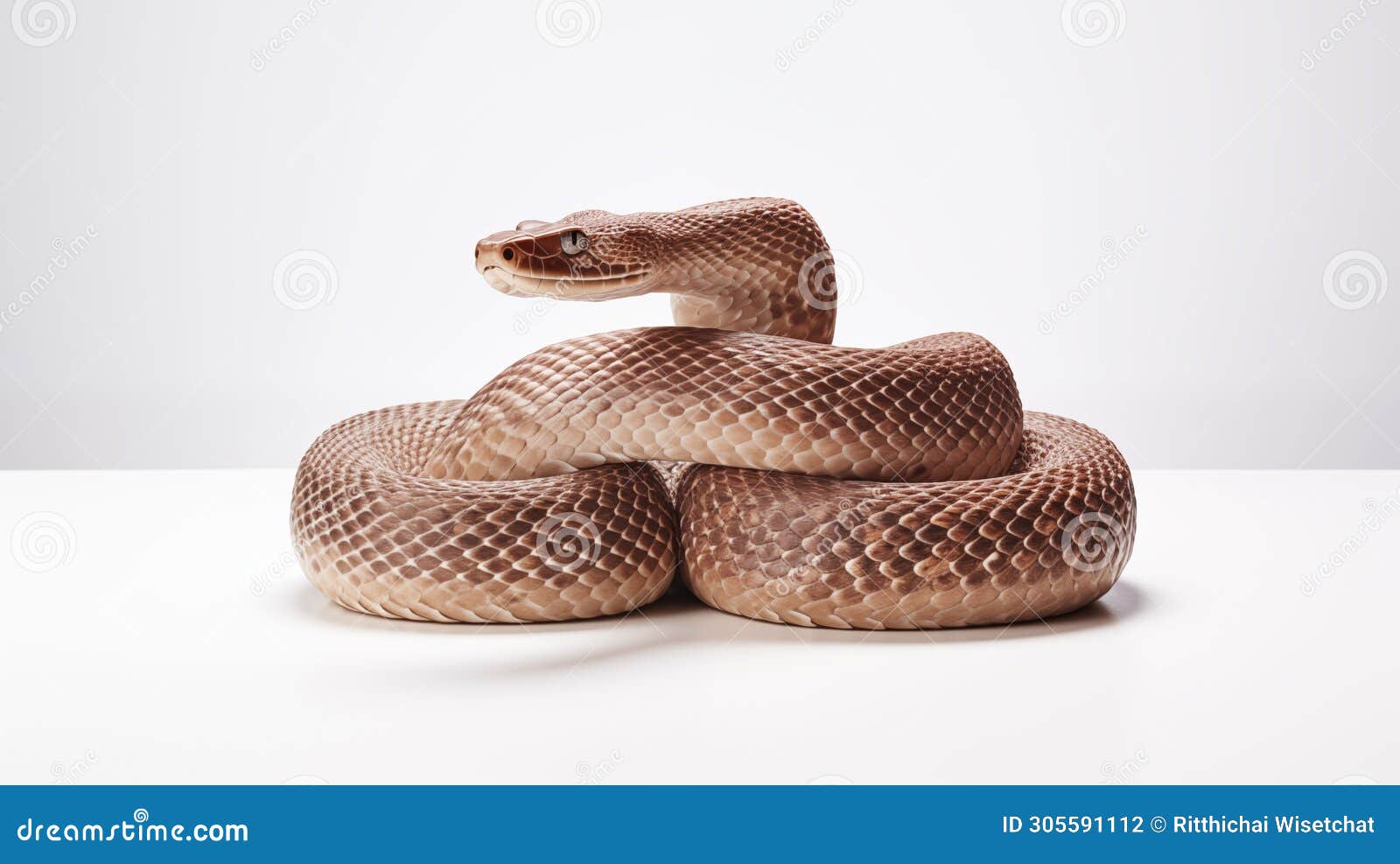 a snake on white background are elongated, limbless, carnivorous reptiles