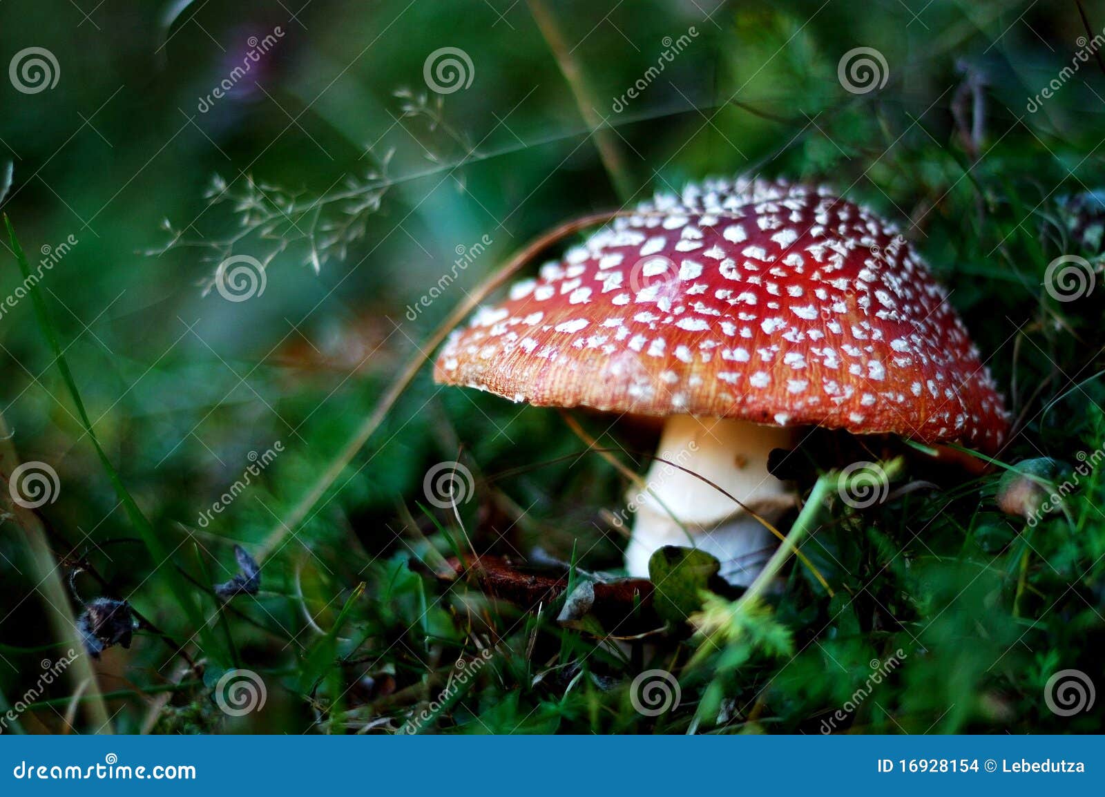 Snakehat mushroom stock photo. Image of mushroom, mountain 16928154