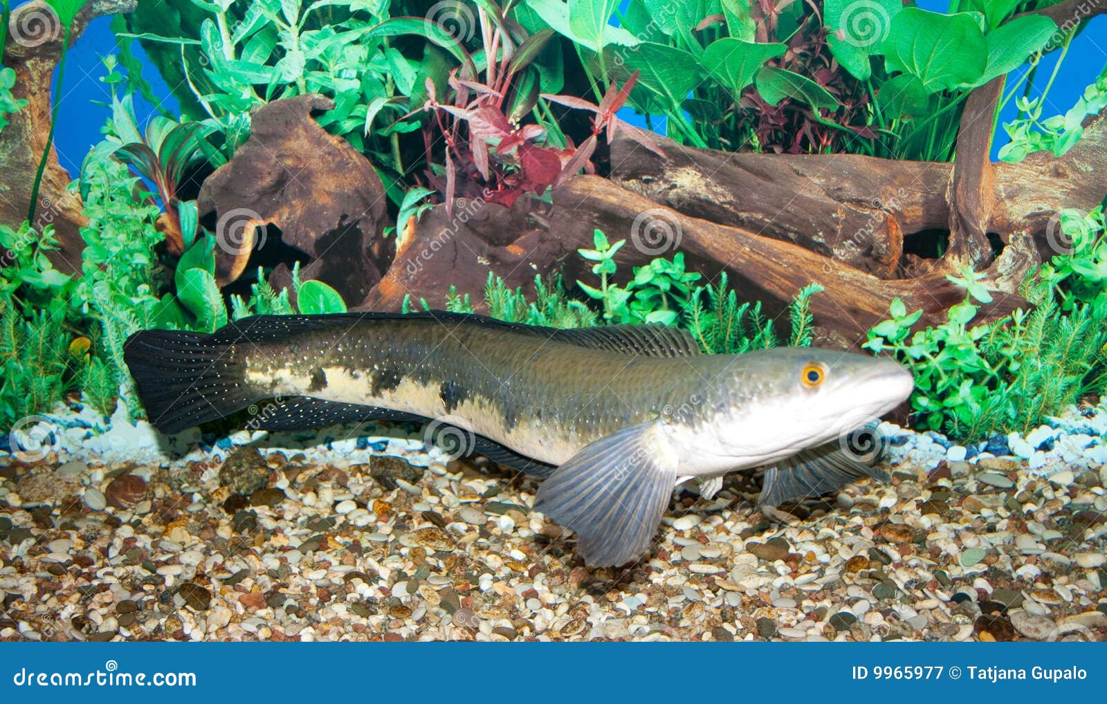 Snakehead stock image. Image of scales, life, channa, nature 9965977