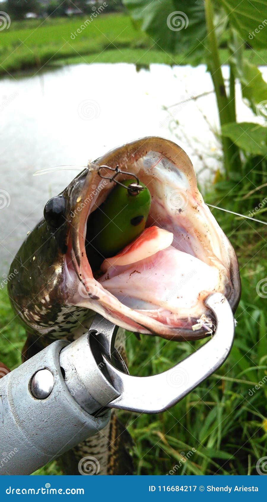 Snakehead fish stock image. Image of lure, fishing, froggy - 116684217