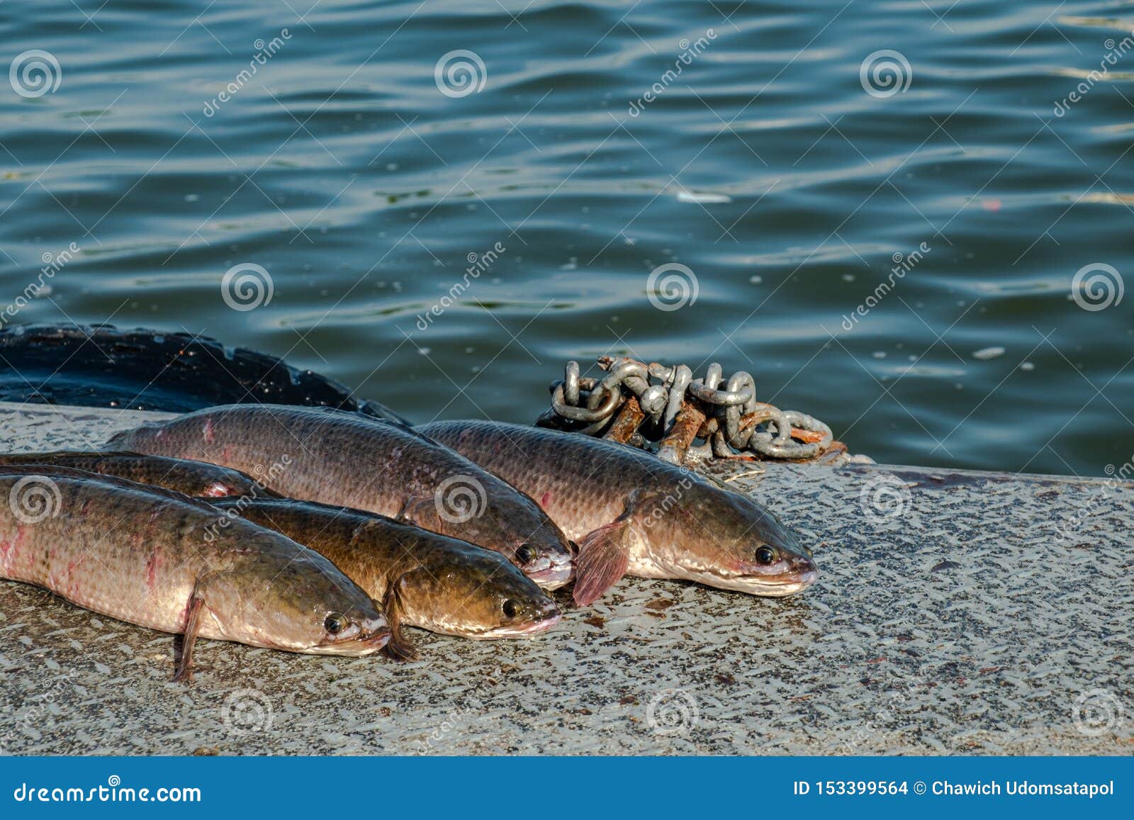 snakehead fish lined up on the floor of the pontoon