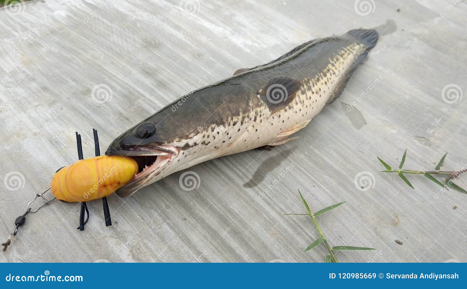 Snakehead fishing stock image. Image of used, body, hollow - 120985669