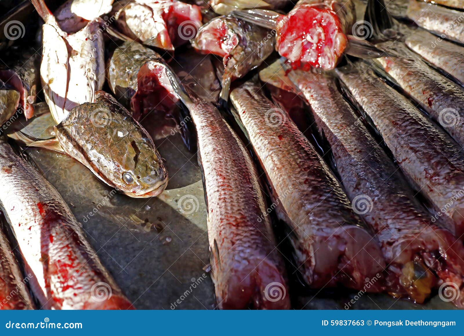 are snakehead fish edible are snakehead fish edible