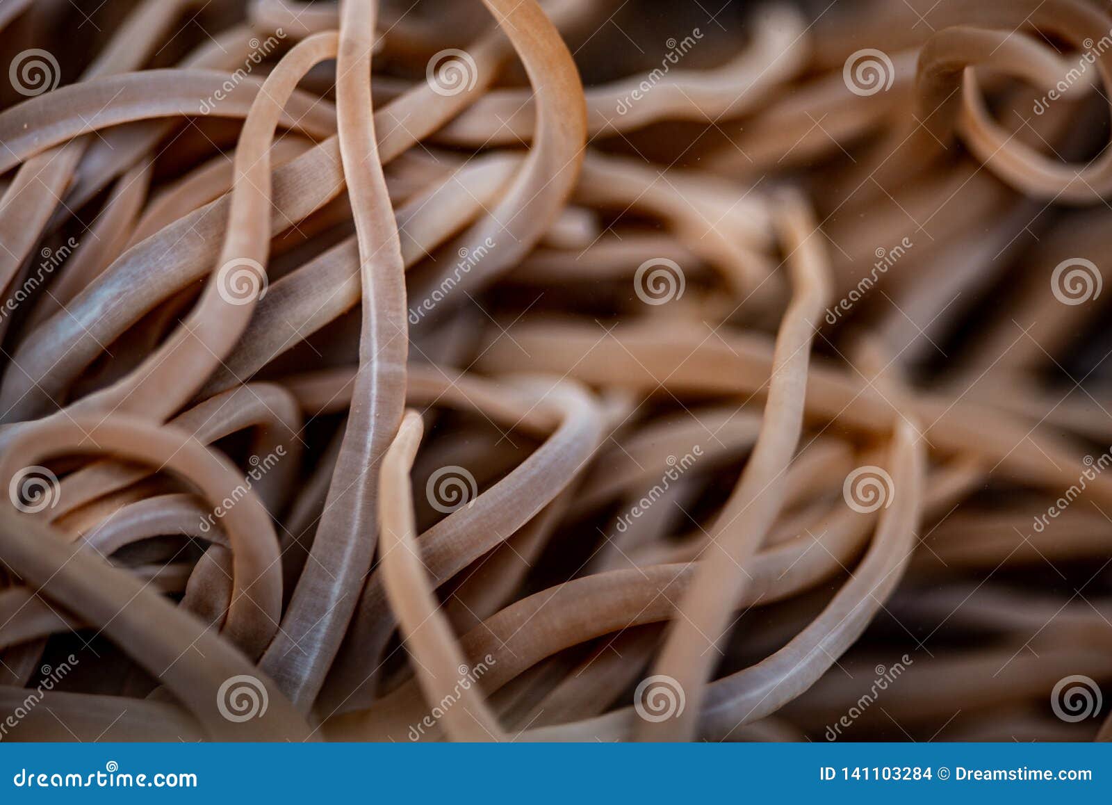 snakelocks sea anemone macro image
