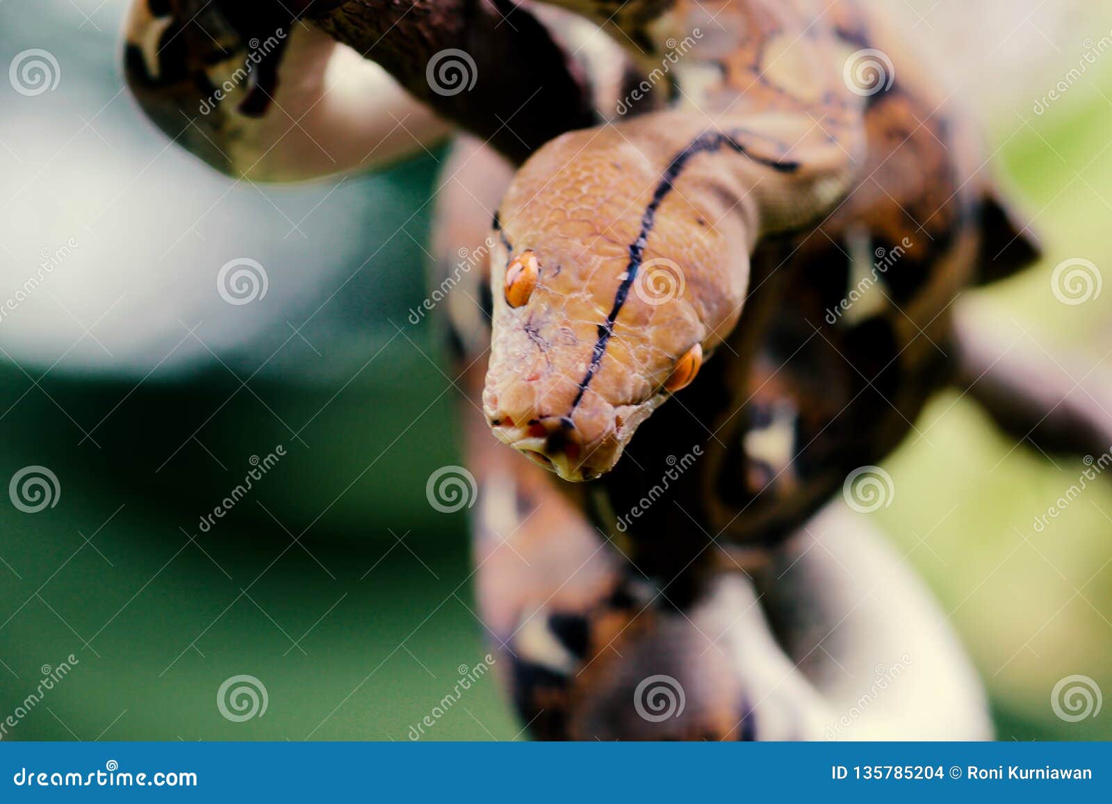snakes, batik pythons on tree branches