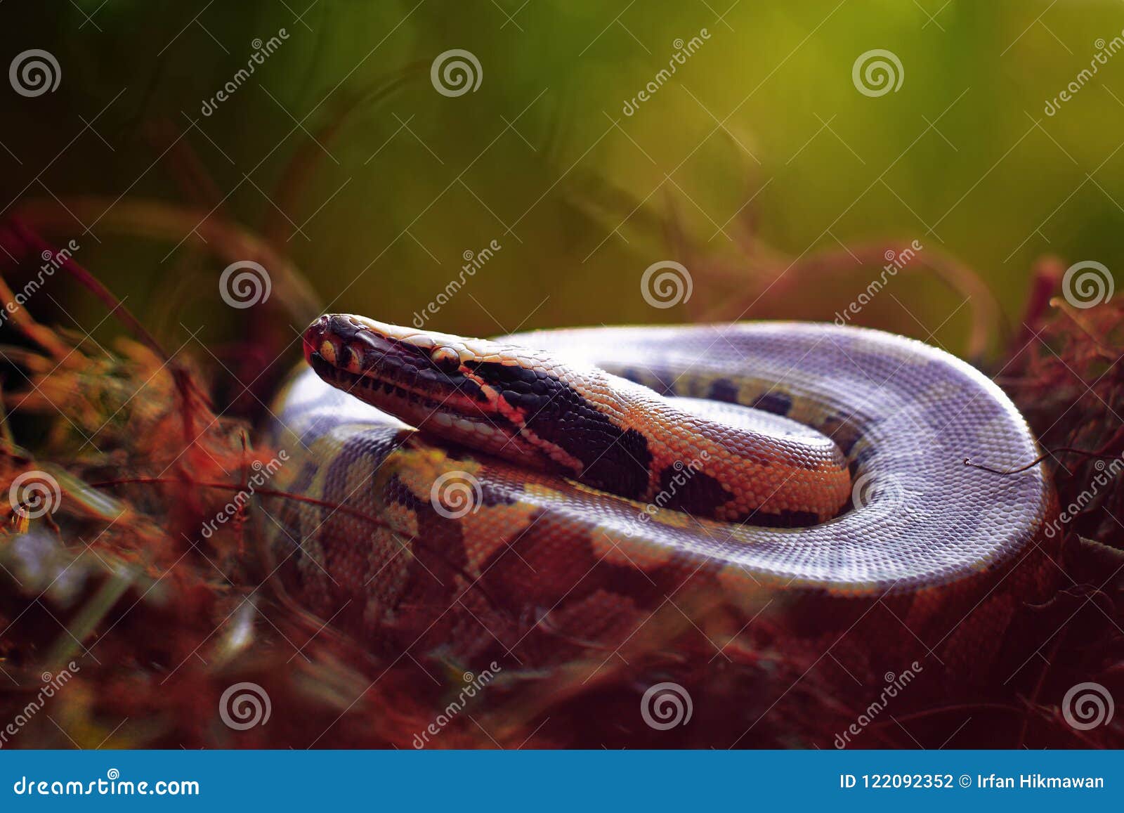 https://thumbs.dreamstime.com/z/snakes-snake-long-legged-reptile-have-scales-like-lizards-equally-classified-scaly-reptiles-squamata-122092352.jpg