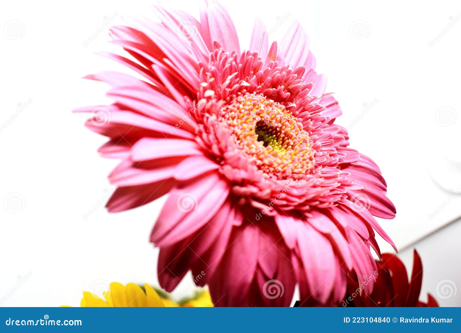 Snap of Flower in White Background Stock Photo Image of background
