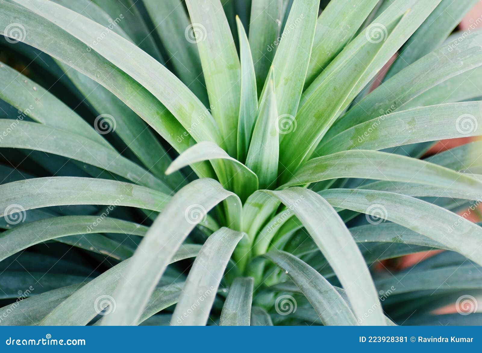 Snap of a green plant stock image. Image of snap, plant 223928381