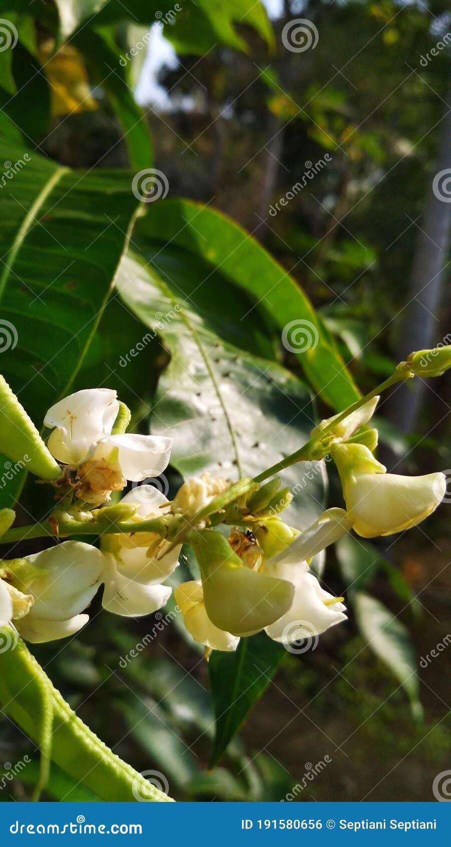 Snap peas flower stock photo. Image of wood, flower 191580656