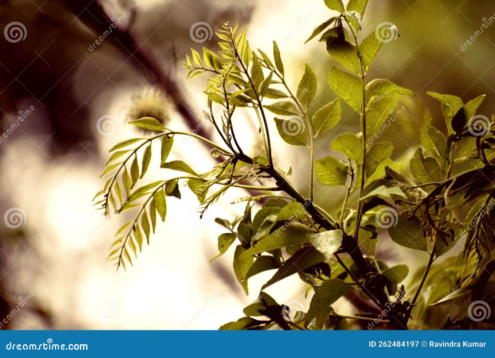 Snap of a plant stock image. Image of autumn, yellow 262484197