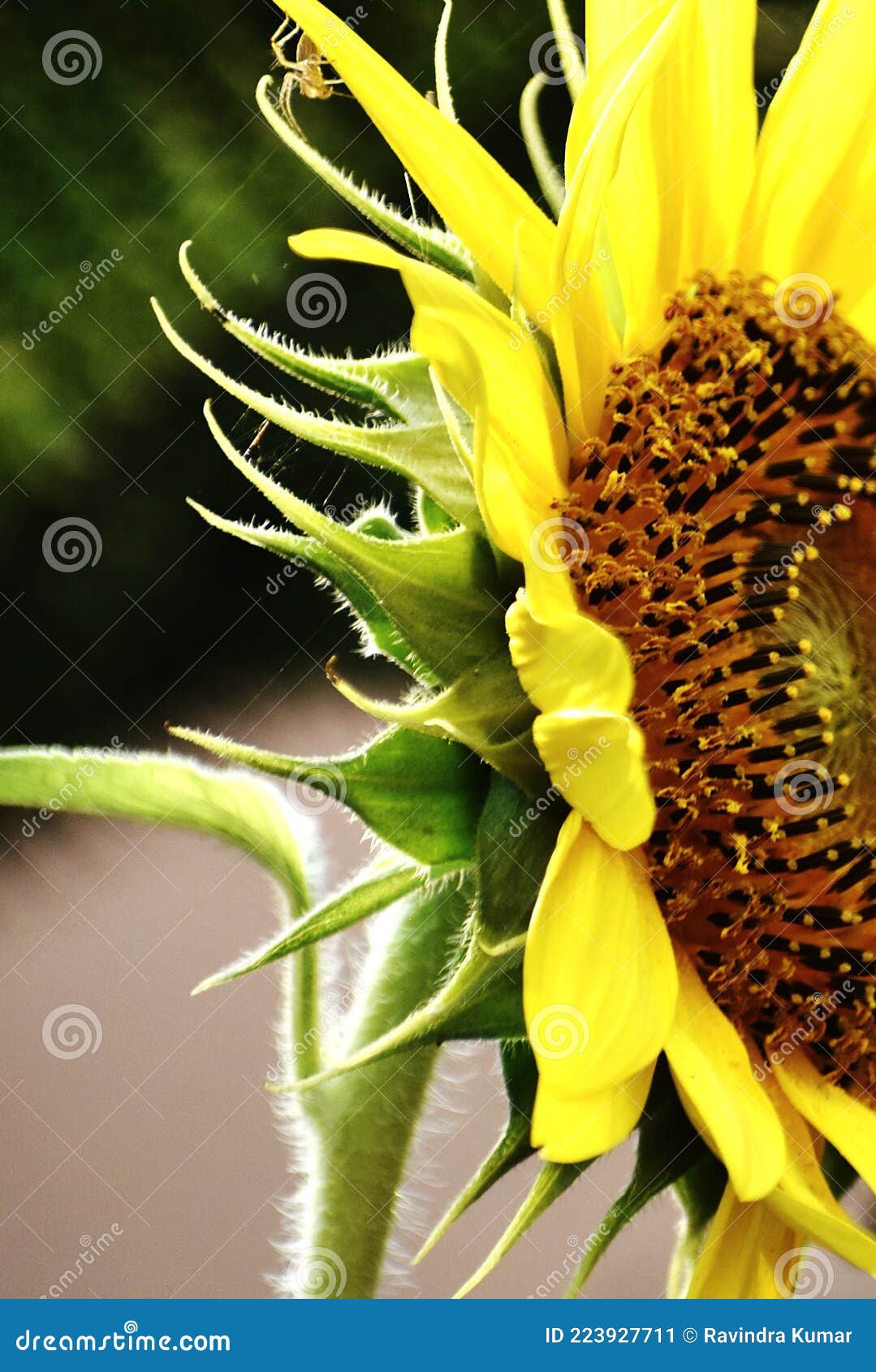Snap of a sunflower stock image. Image of fresh, yellow 223927711