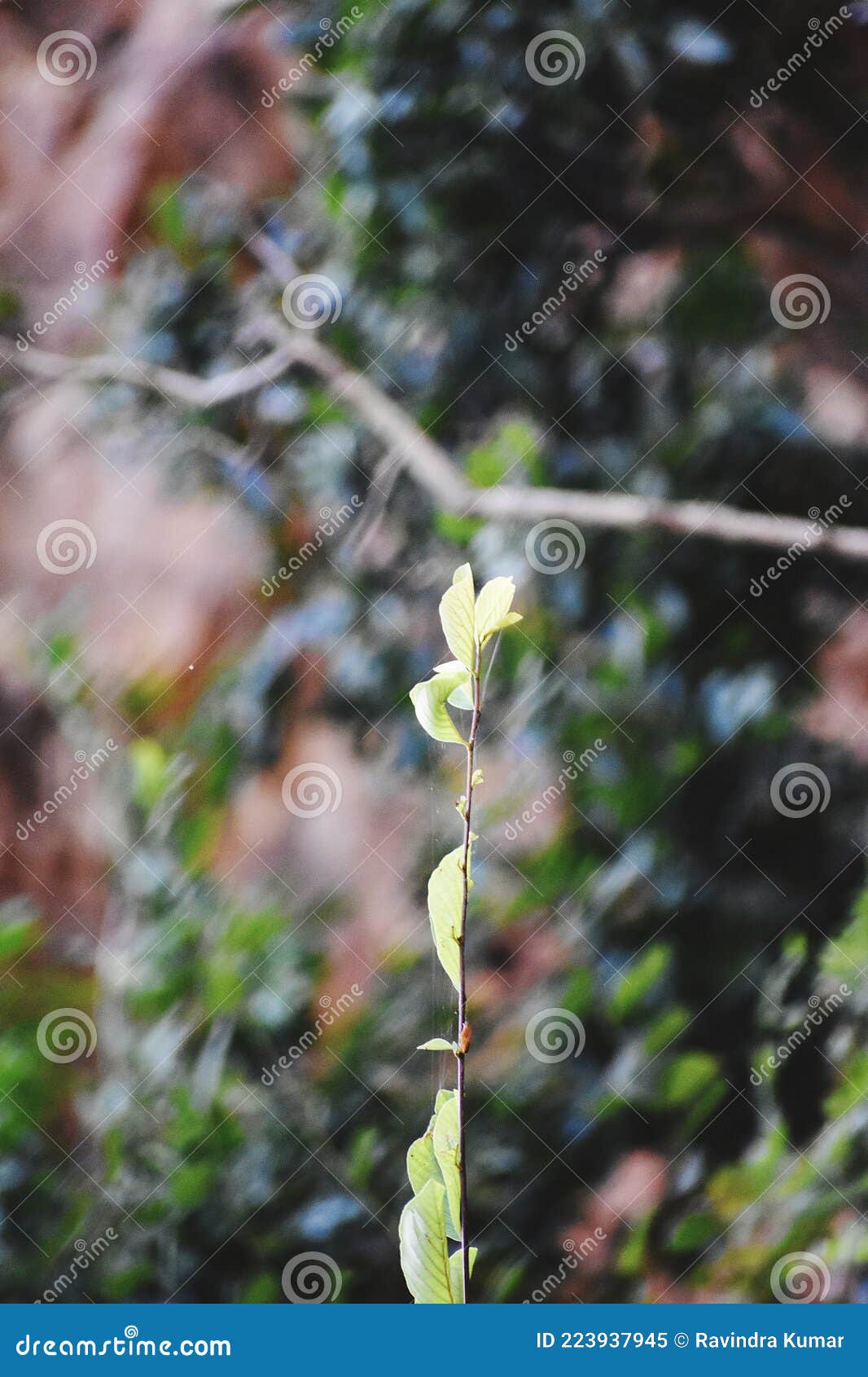 Snap of a tree stock image. Image of snap, plant, forest 223937945