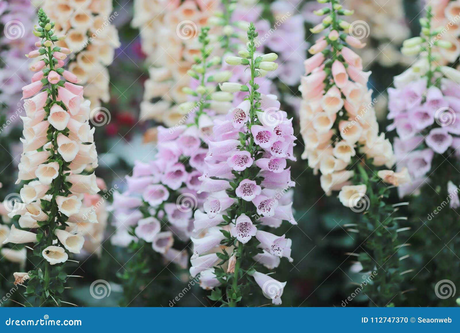 Snapdragon花金鱼草属花在庭院里库存照片 图片包括有
