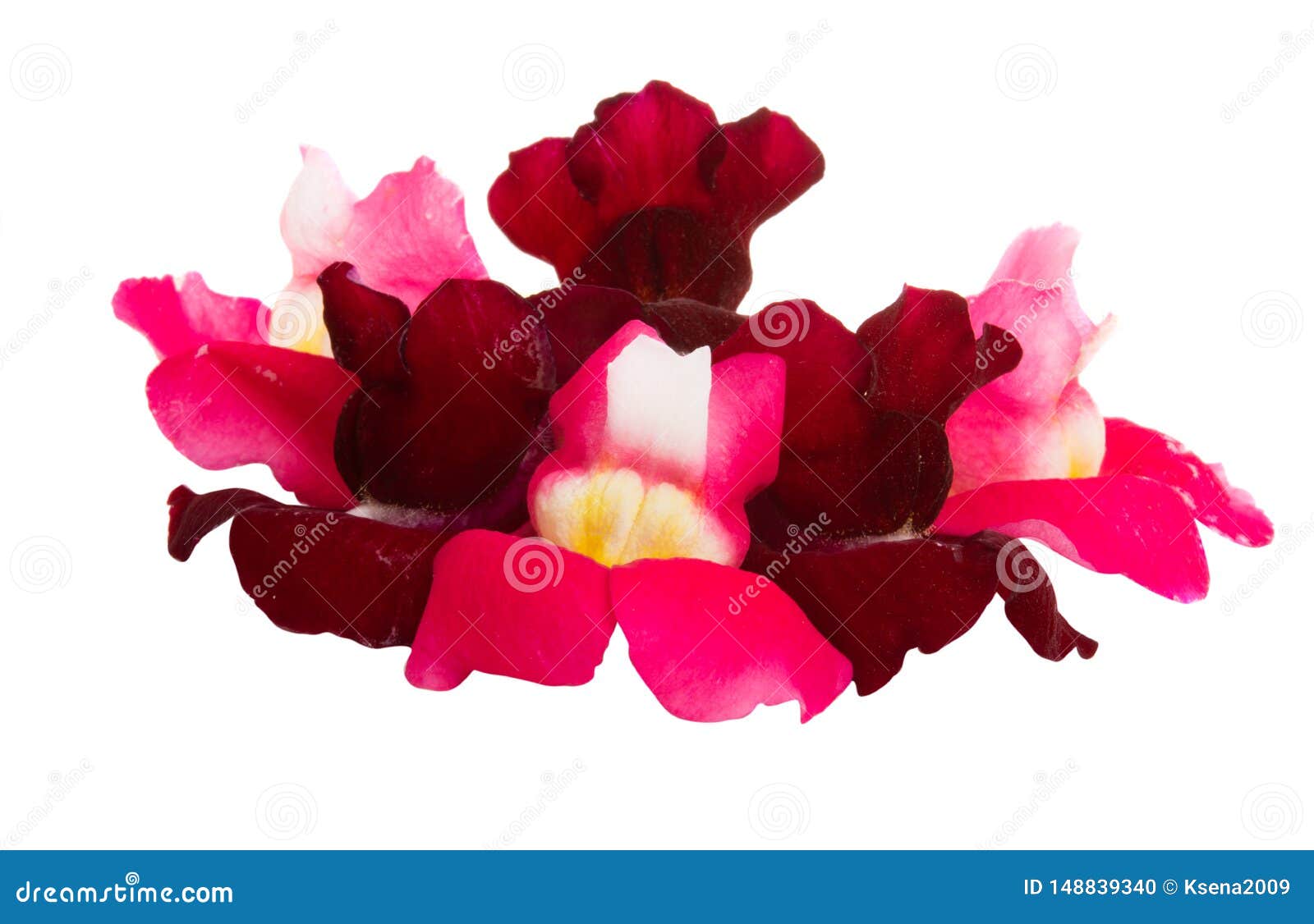 Snapdragon flower isolated stock photo. Image of colorful 148839340