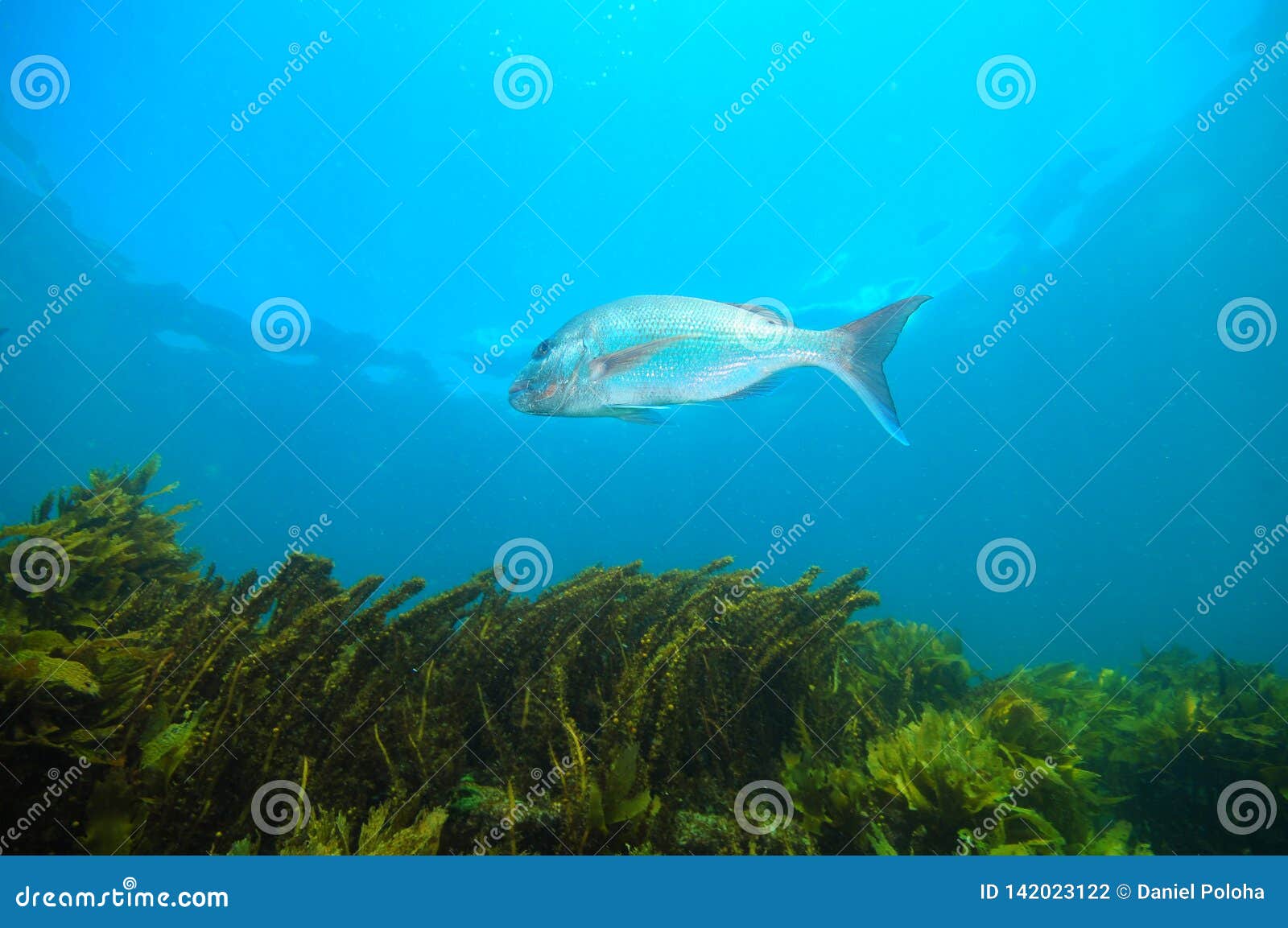 snapper close to surface