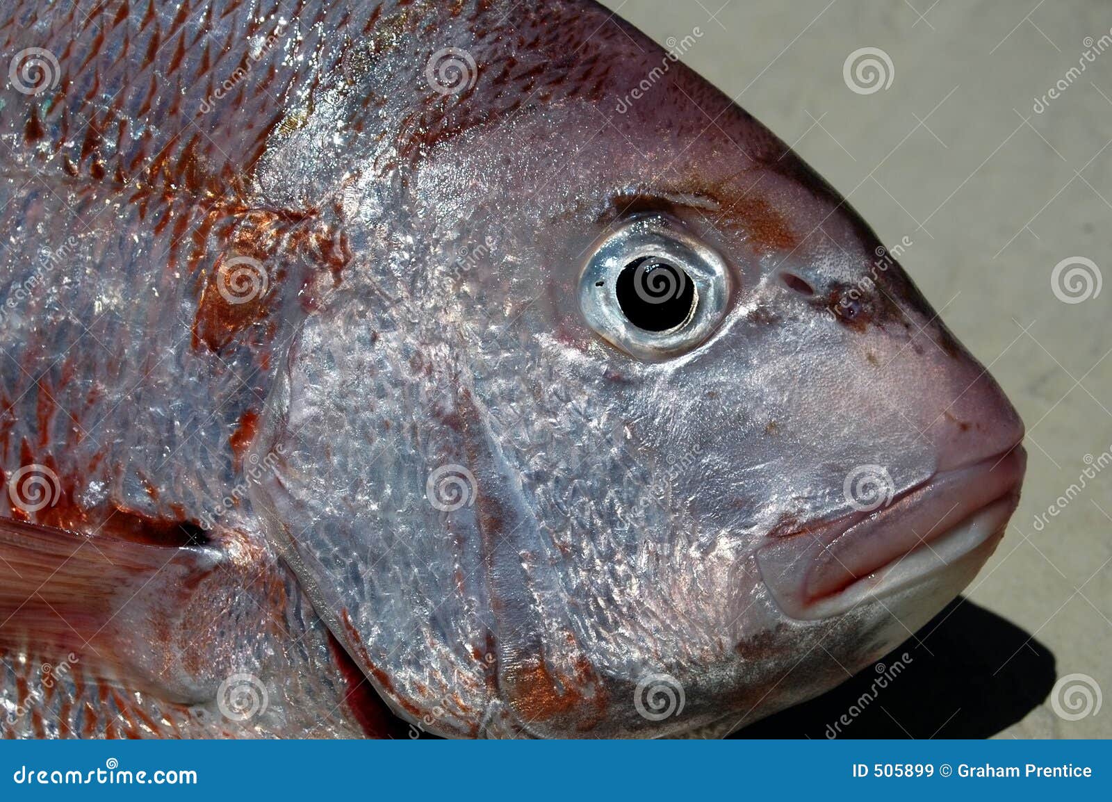 Snapper Head stock image. Image of market, lips, lemon 505899