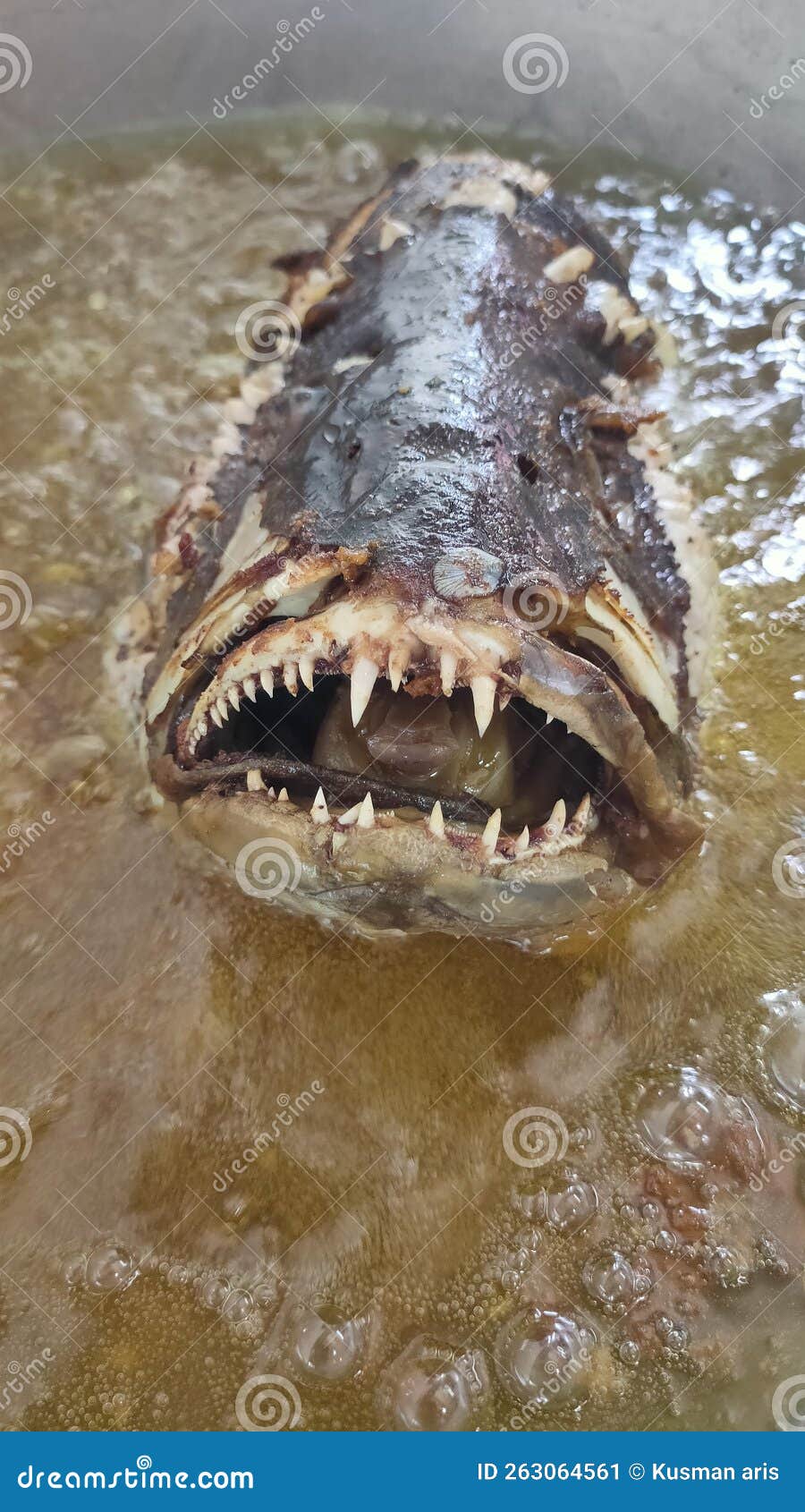 Snapper head stock image. Image of underwat, seafood 263064561