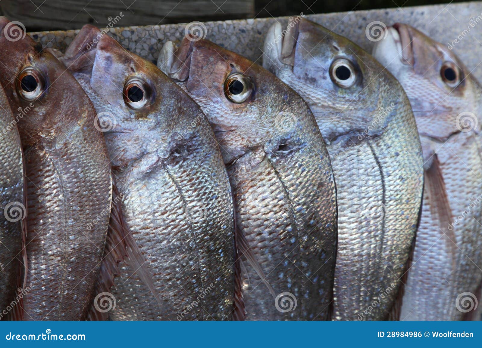 Snapper on a slab stock photo. Image of seafood, fish - 28984986