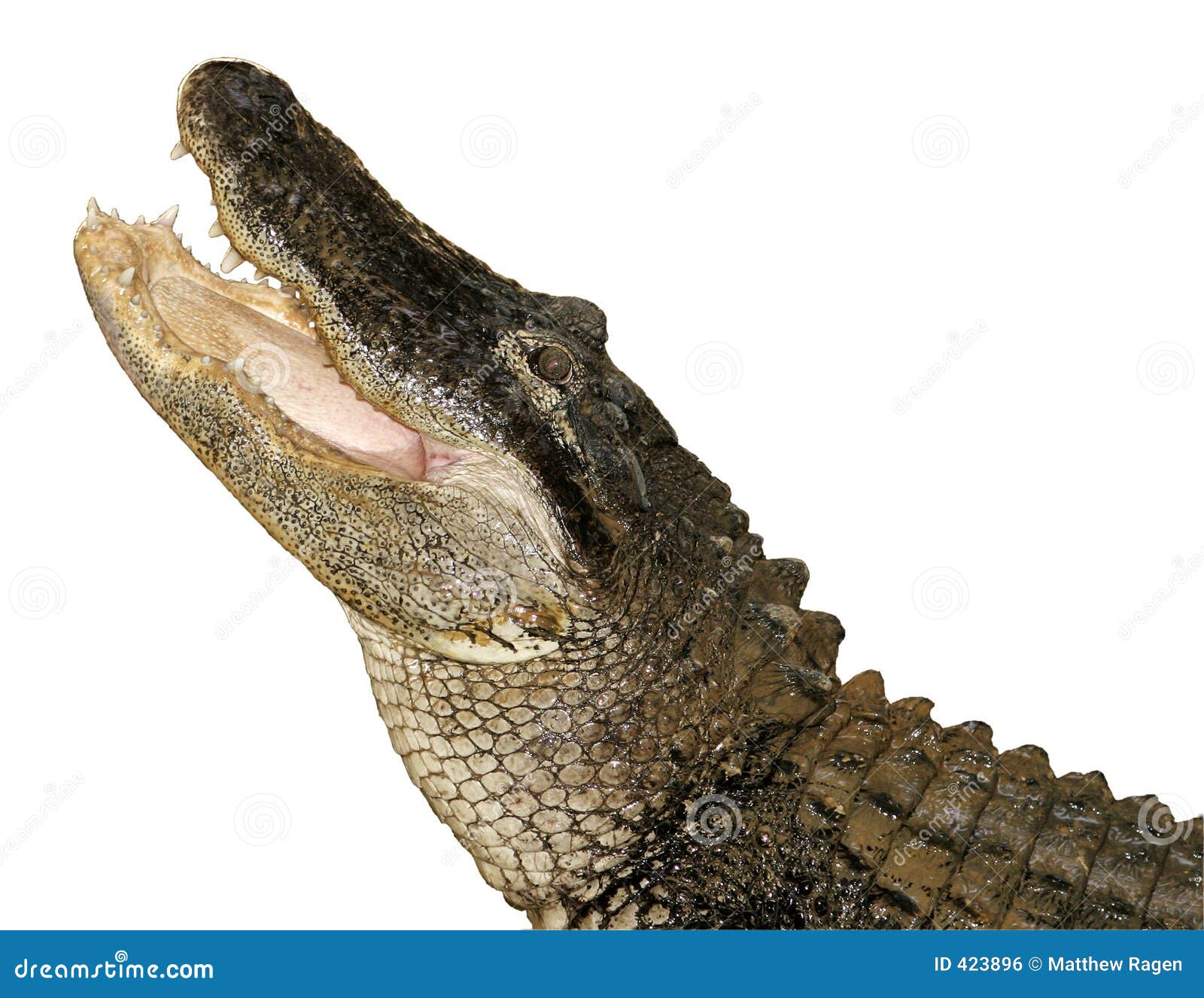 Premium PSD  A fierce alligator displaying its menacing jaws