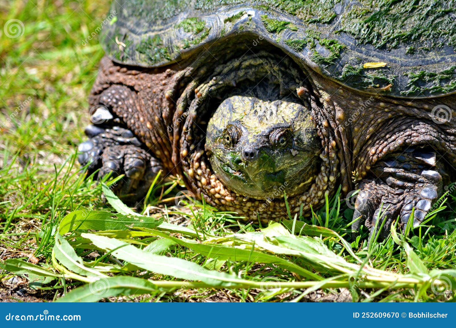 Snapping Turtle Along a Trail Stock Photo Image of tortoise