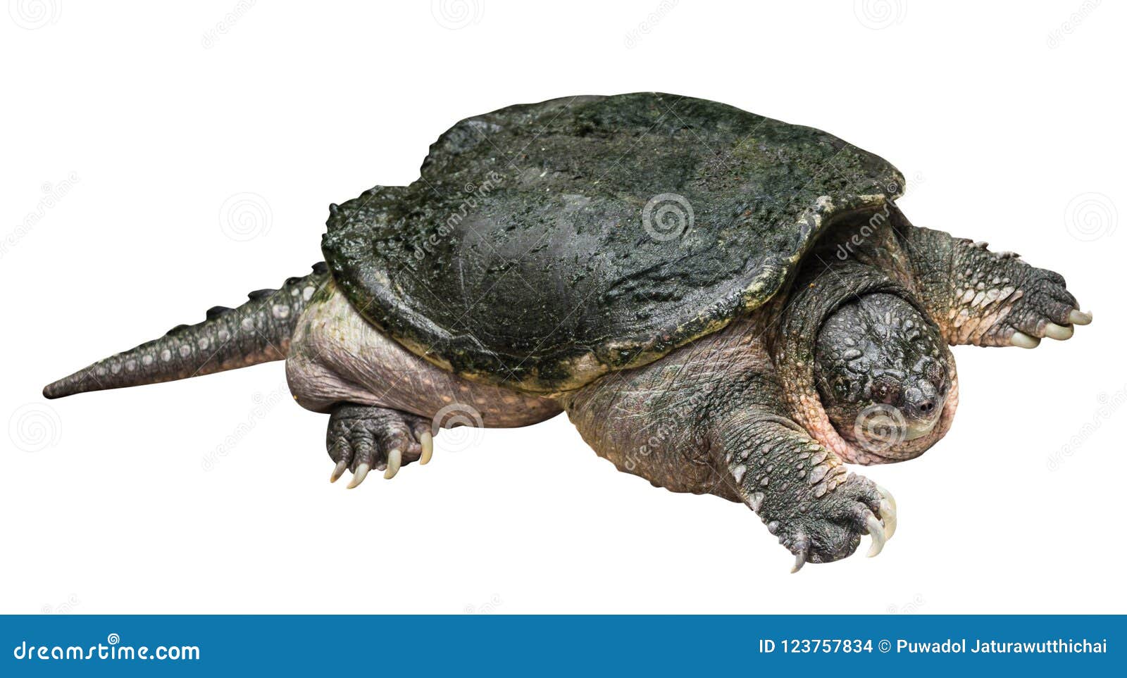 Snapping Turtle Chelydra Serpentina is Creeping and Raise One`s Head on ...