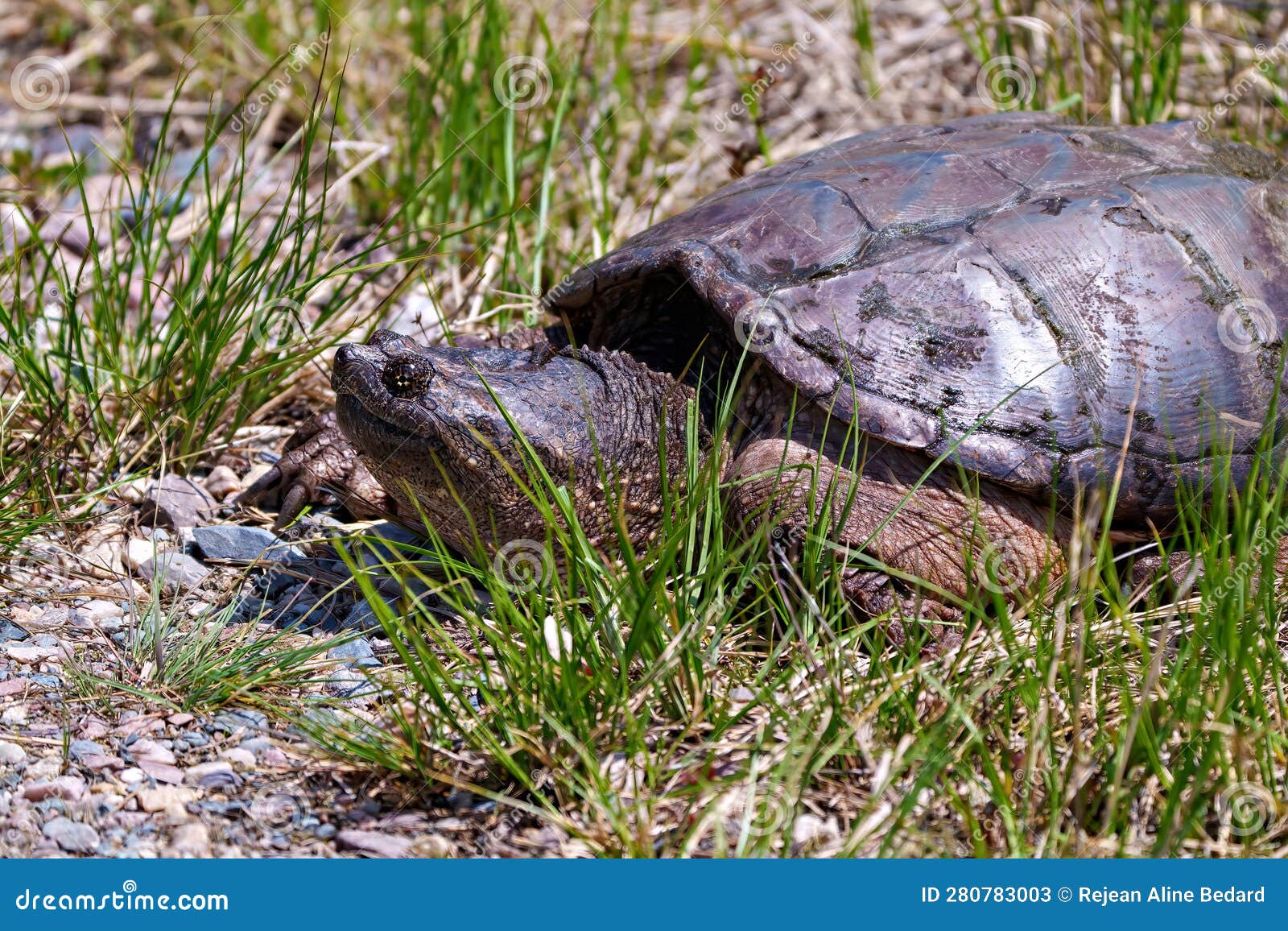 Snapping Turtle Photo and Image. Close-up Side View Out of the Water