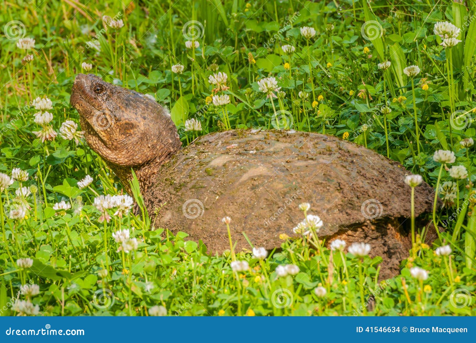 Snapping Turtle stock photo. Image of predator, nature 41546634