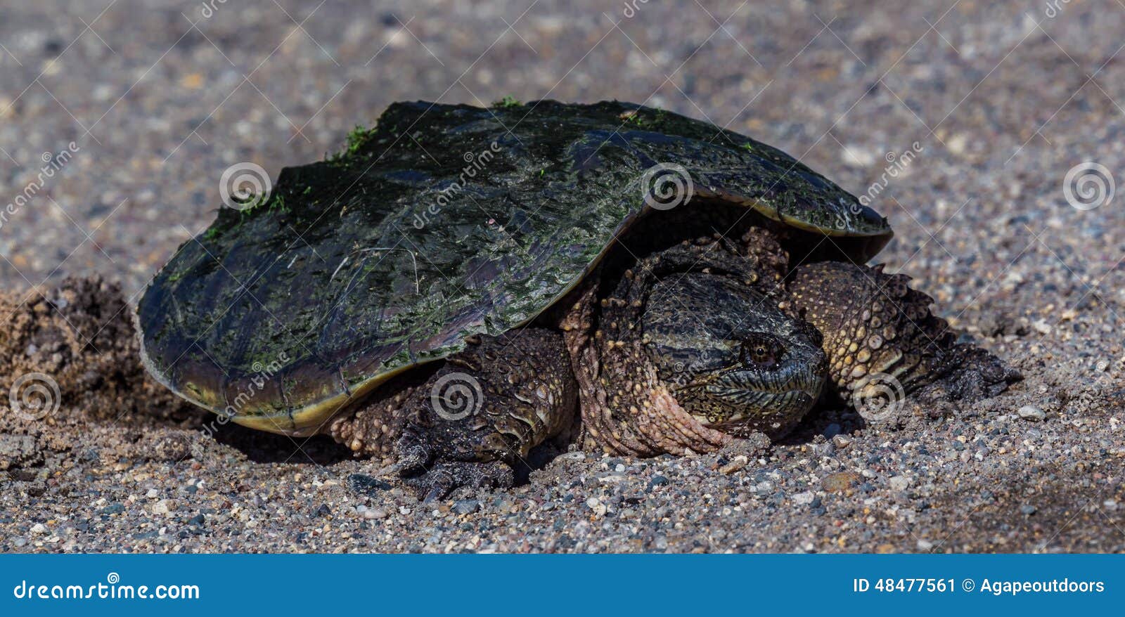 Snapping Turtle soup. stock image. Image of snapping 48477561