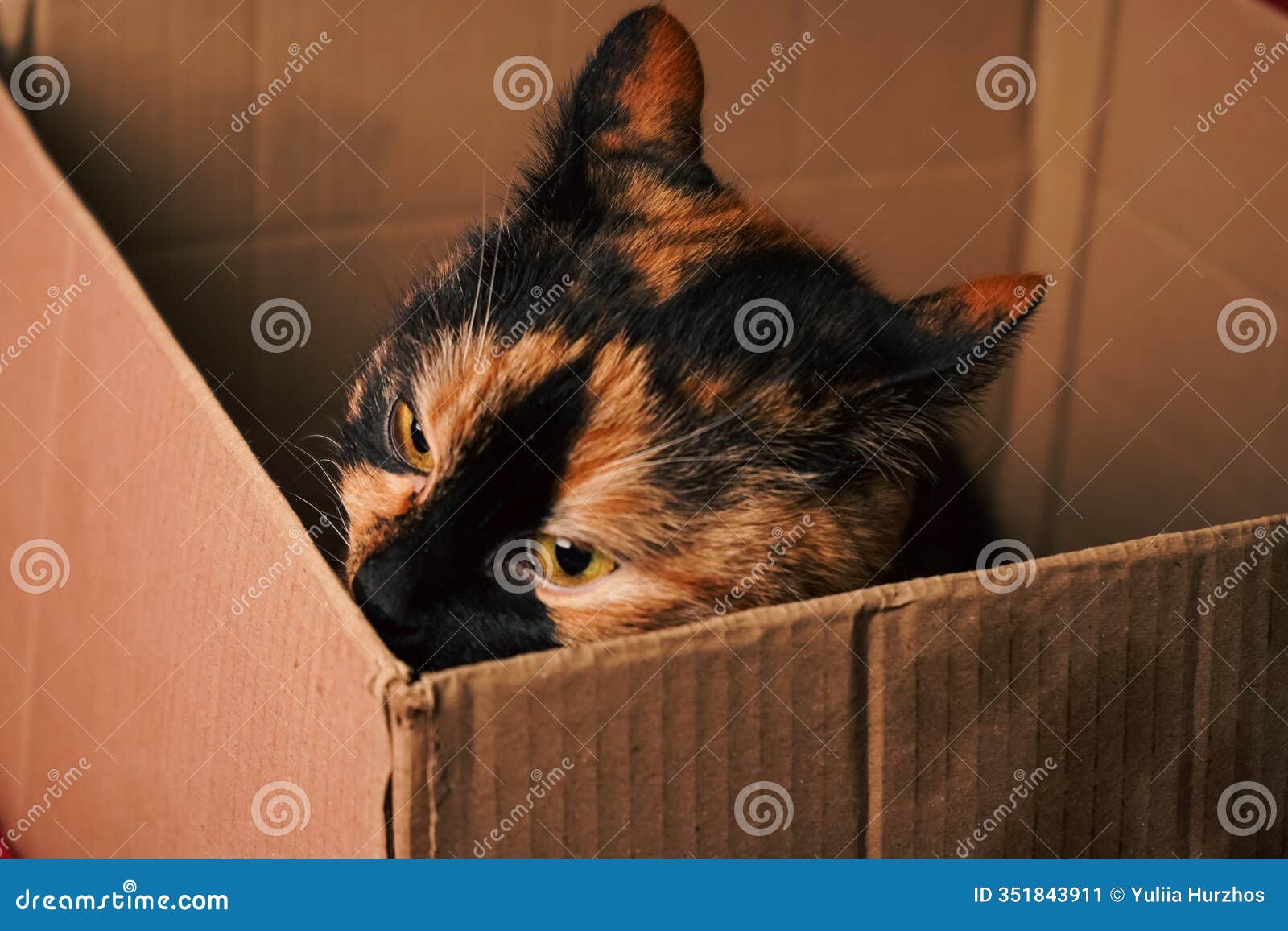 a snapshot of simple feline pleasures. a cozy calico cat nestles in a cardboard box, set against a bright red background