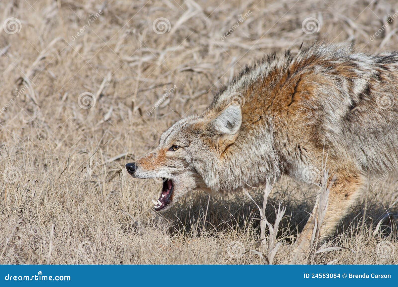 snarling coyote