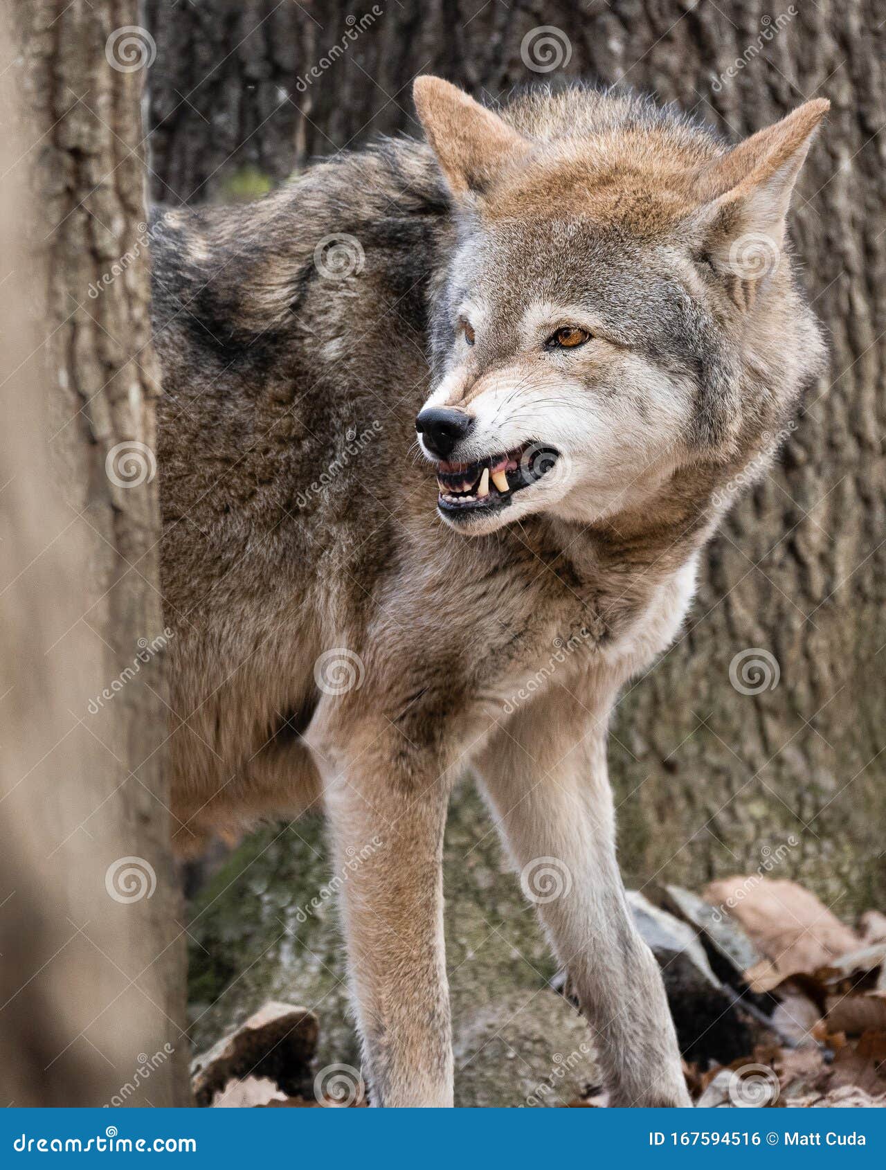 Portrait of a furious gray wolf. Angry wolf roaring isolated on