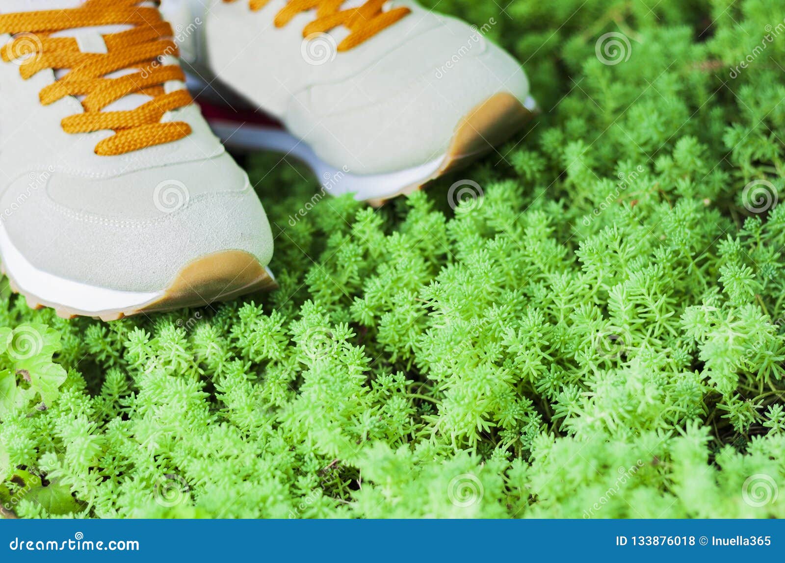 Sneakers of Grey Suede on the Lawn in the Park Stock Photo - Image of ...