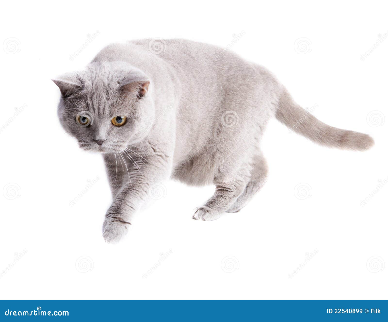Sneaking cat stock image. Image of shorthair, claw ...