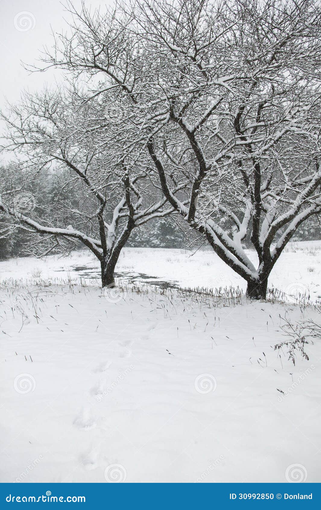 Sneeuw behandelde bomen op een gebied. Sneeuw behandelde bomen op een gebied, Stowe, Vermont, de V.S.