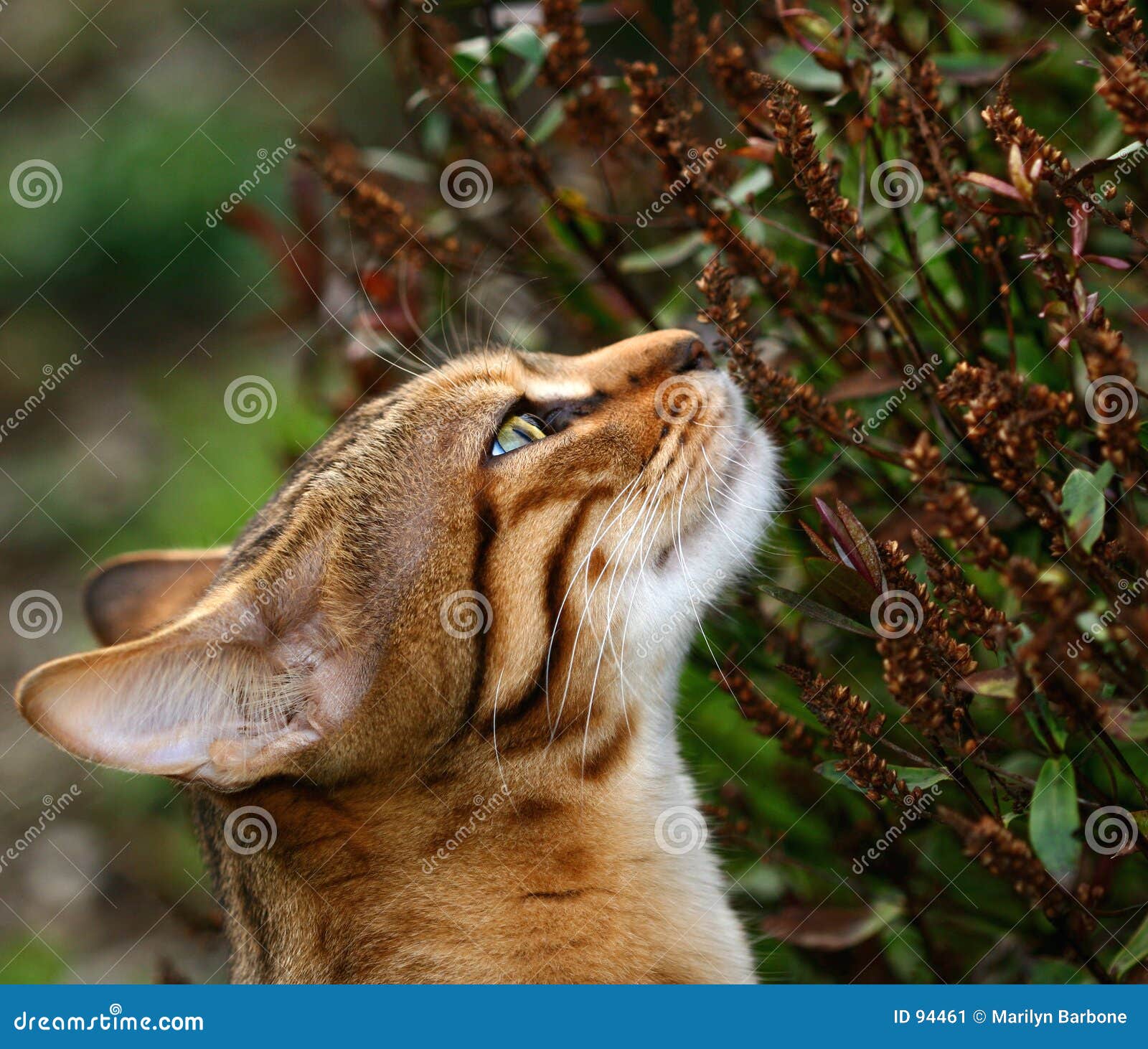 sniffing