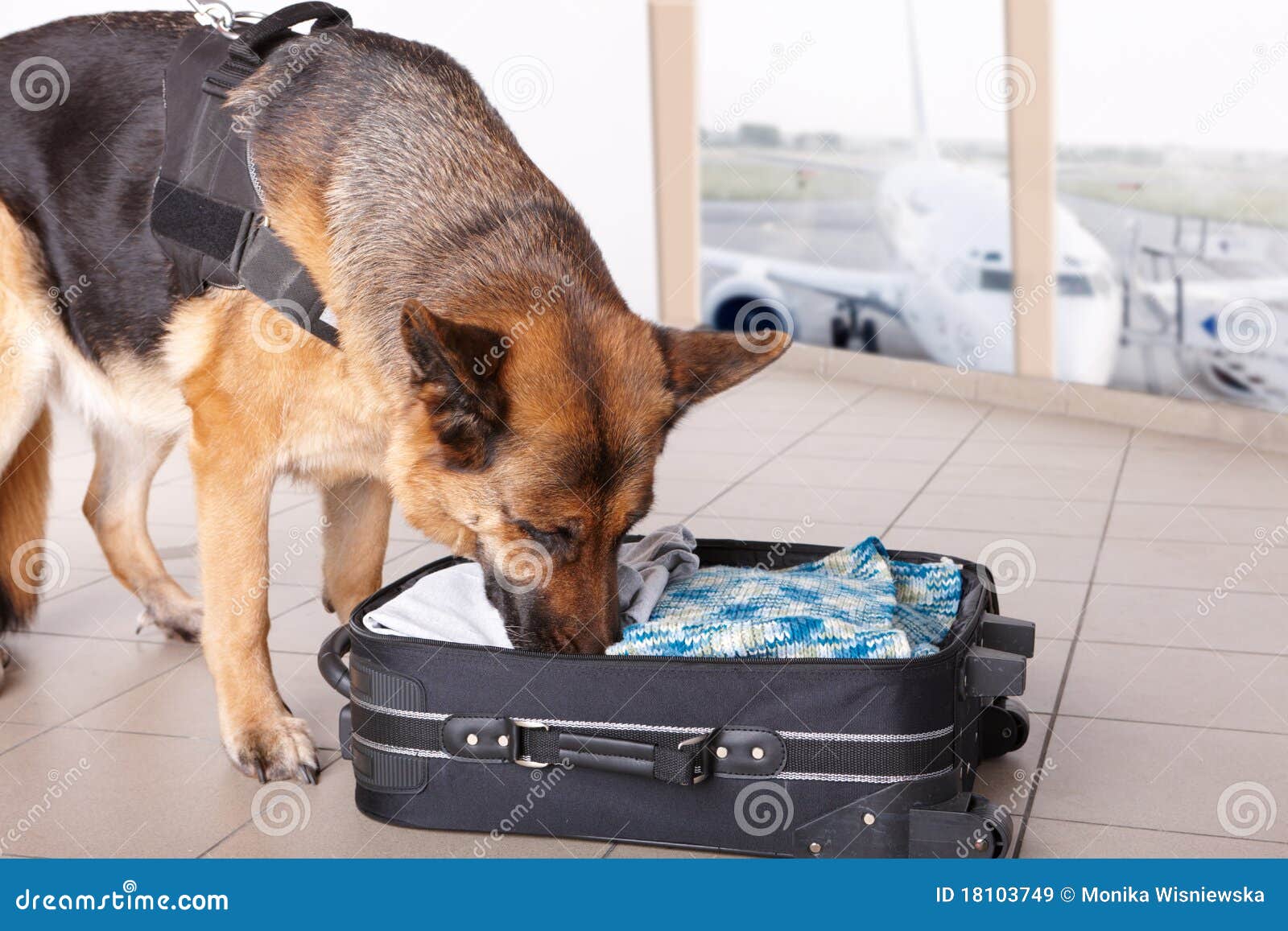 sniffing dog at the airport