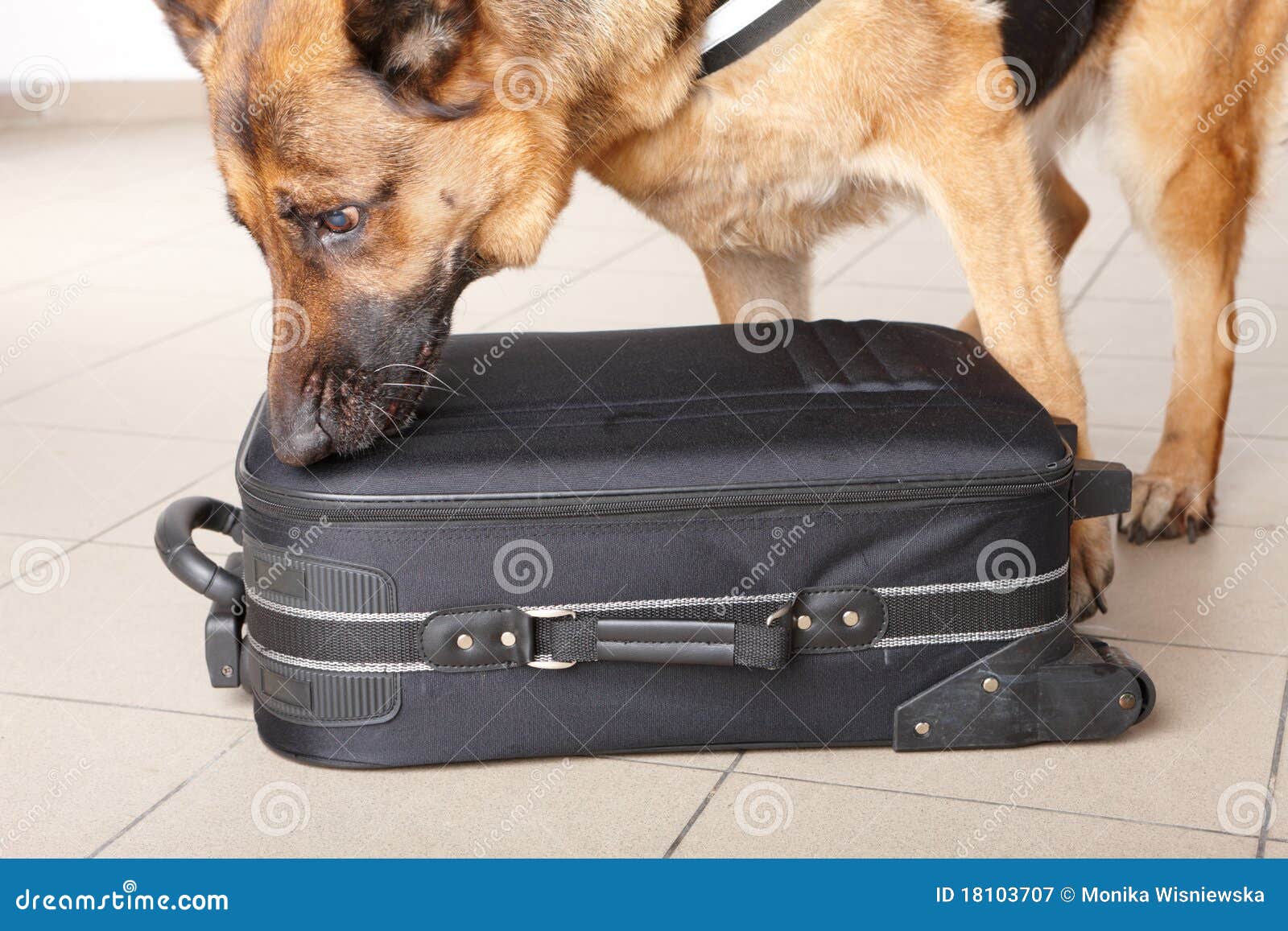 sniffing dog chceking luggage