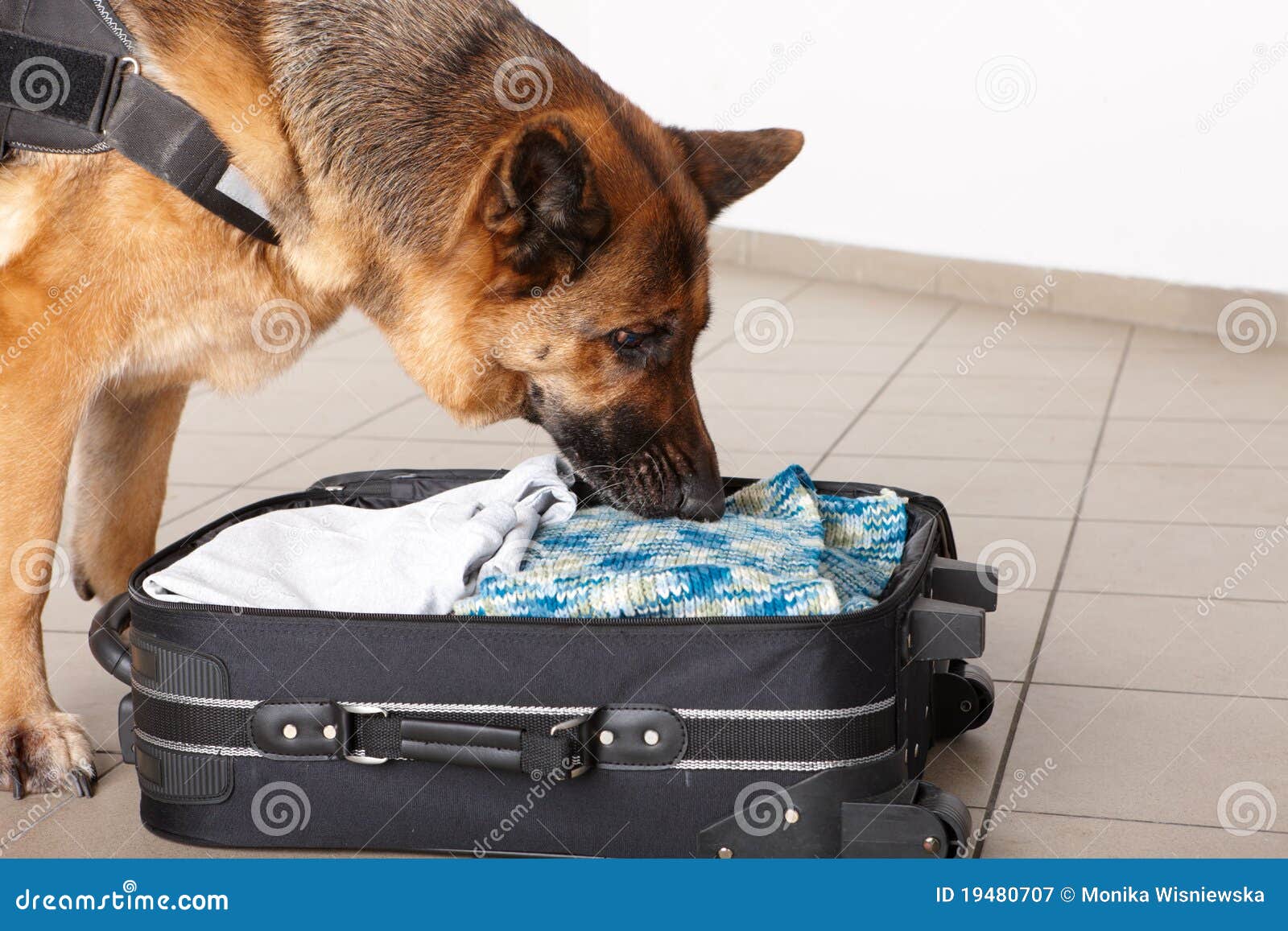 Sniffing Dog Chceking Luggage Stock Image Image of suitcase