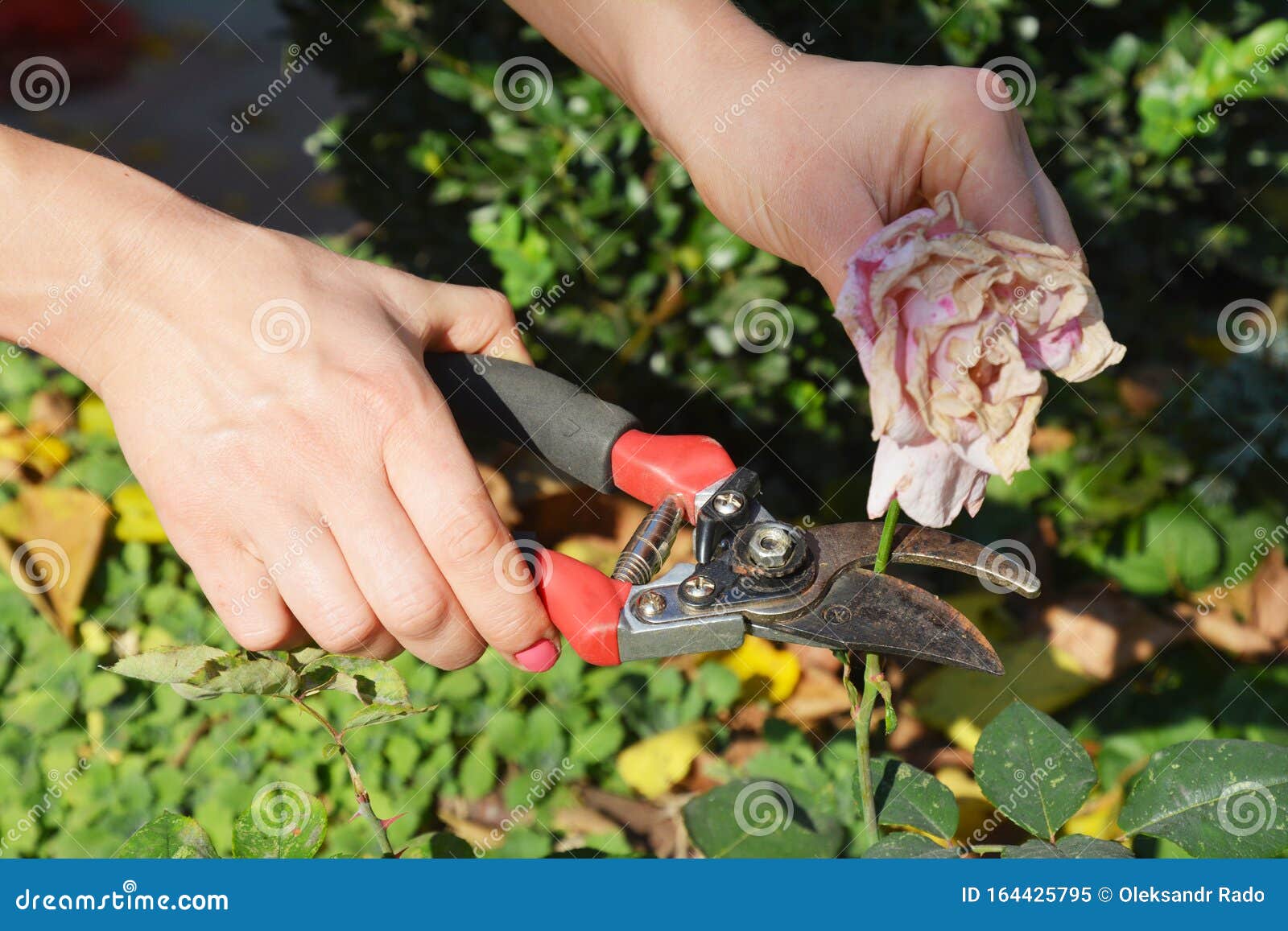 snip off any soggy, shrivelled blooms to prevent rot setting in. gardener deadheading roses bush