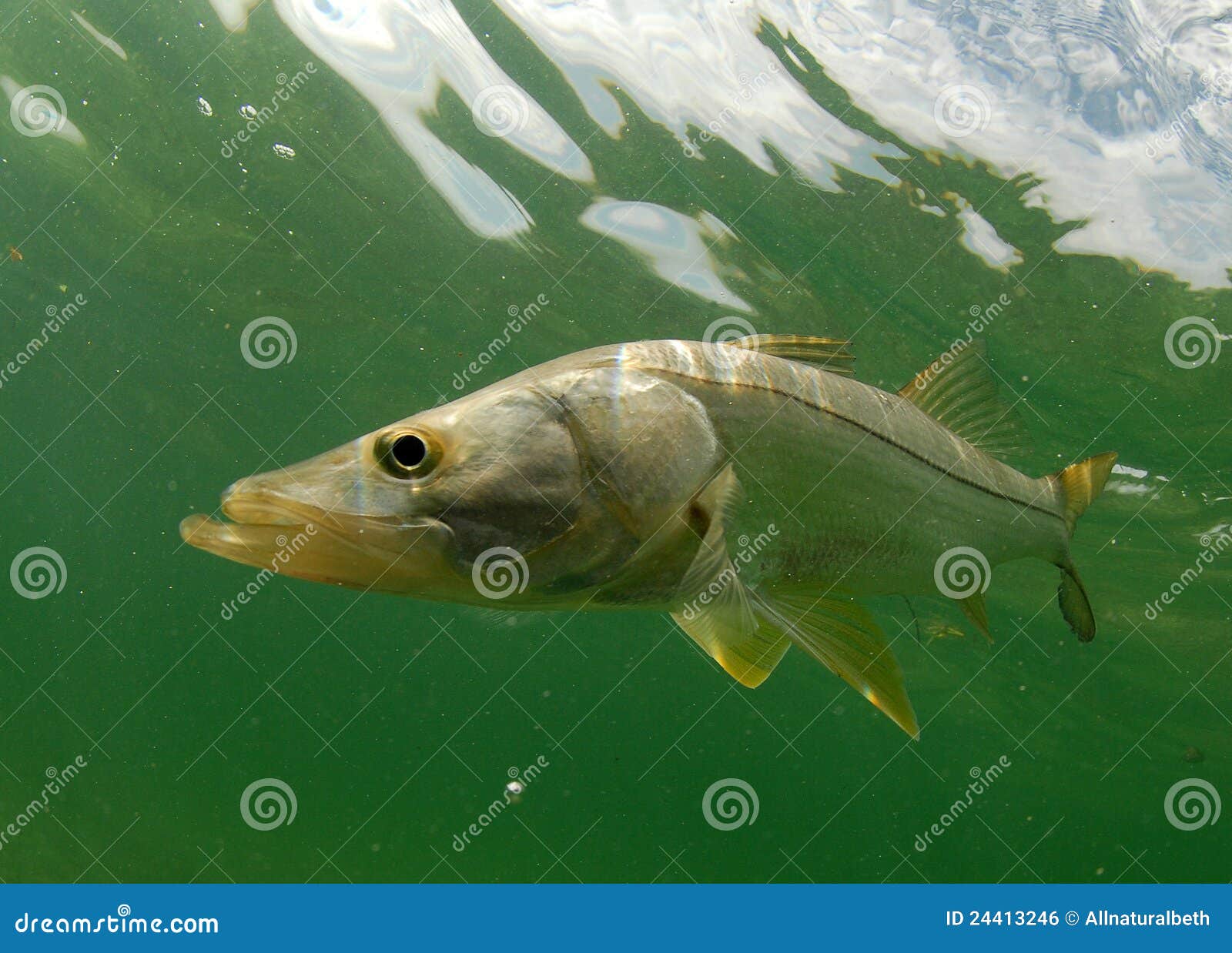 Snook Fish Underwater Stock Photos - Free & Royalty-Free Stock