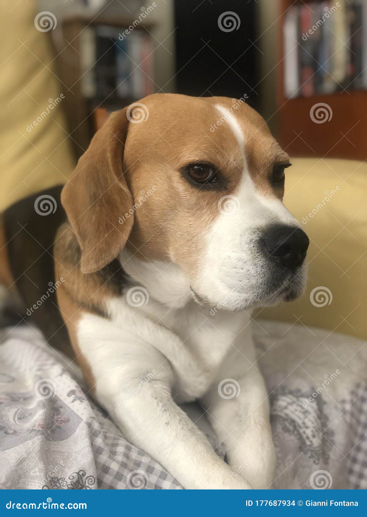 Eye Stock Photo Image Of Snoopy Cute Beagle