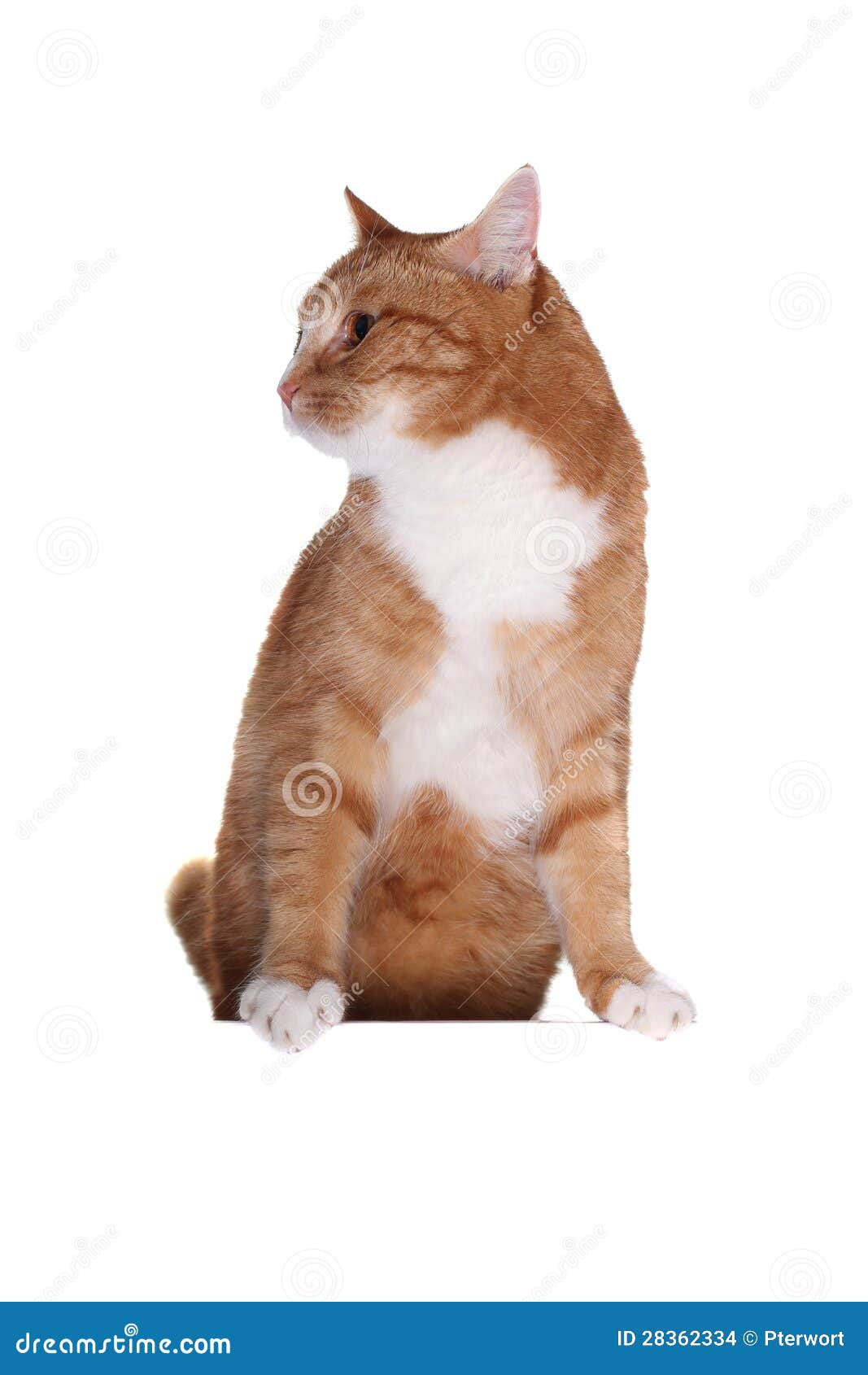Какой породы японский кот Снупи