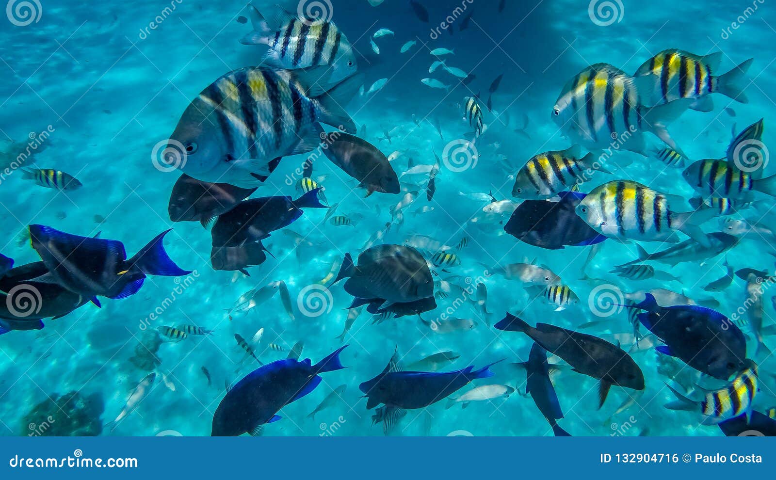 snorkeling in the cayman islands